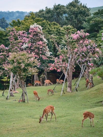 Deer graze peacefully amidst vibrant pink blossoms in Nara Park, Japan.