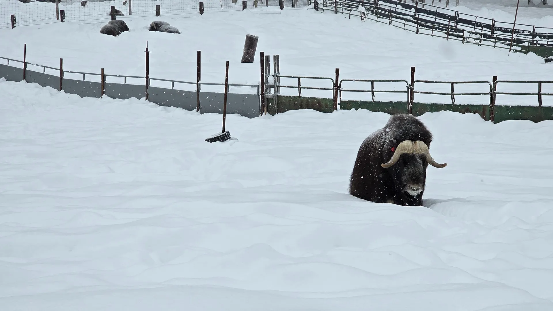 A muskox stands in a snowy enclosure at the University of Alaska Fairbanks Large Animal Research Station.