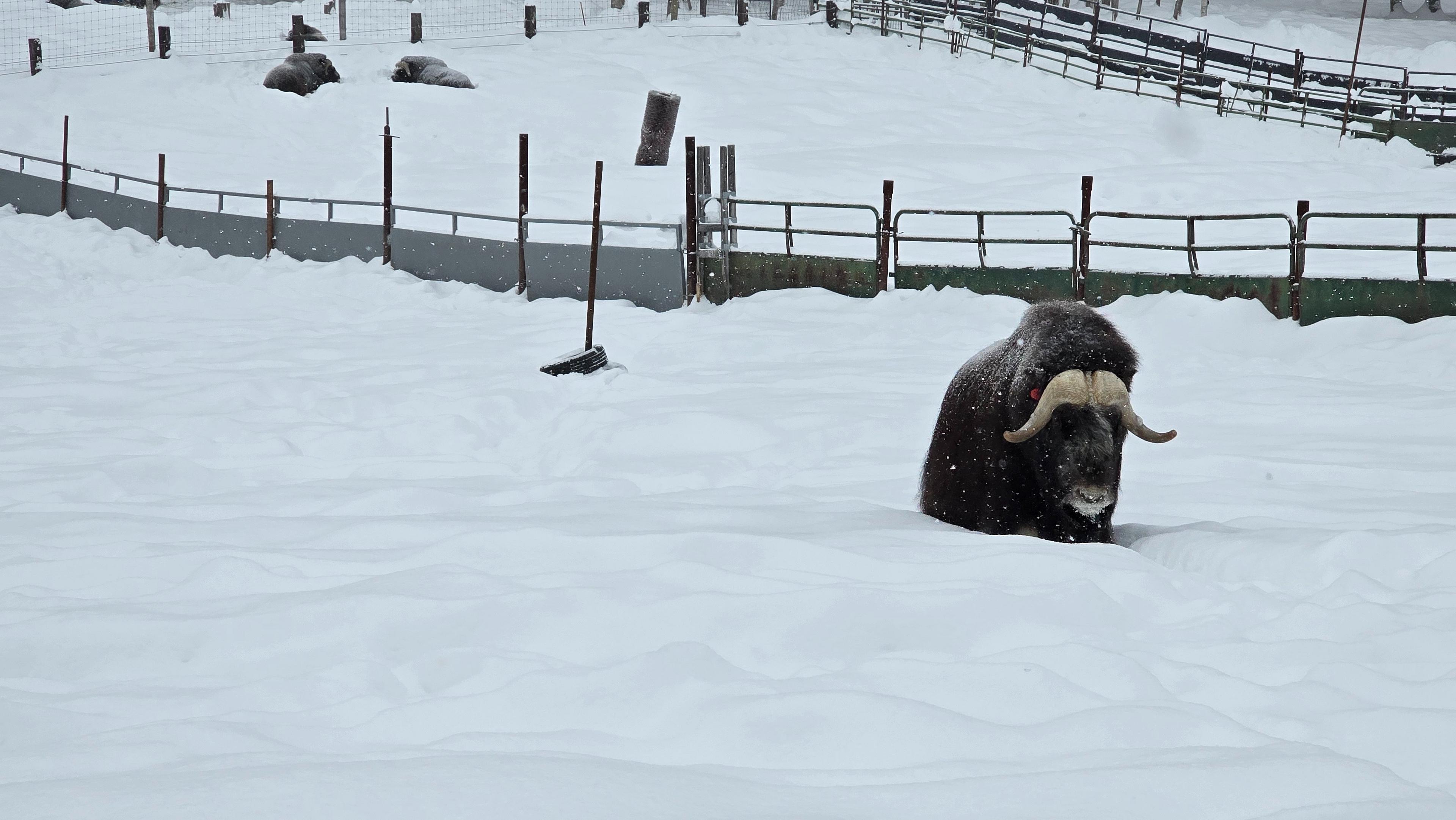 A muskox stands in a snowy enclosure at the University of Alaska Fairbanks Large Animal Research Station.