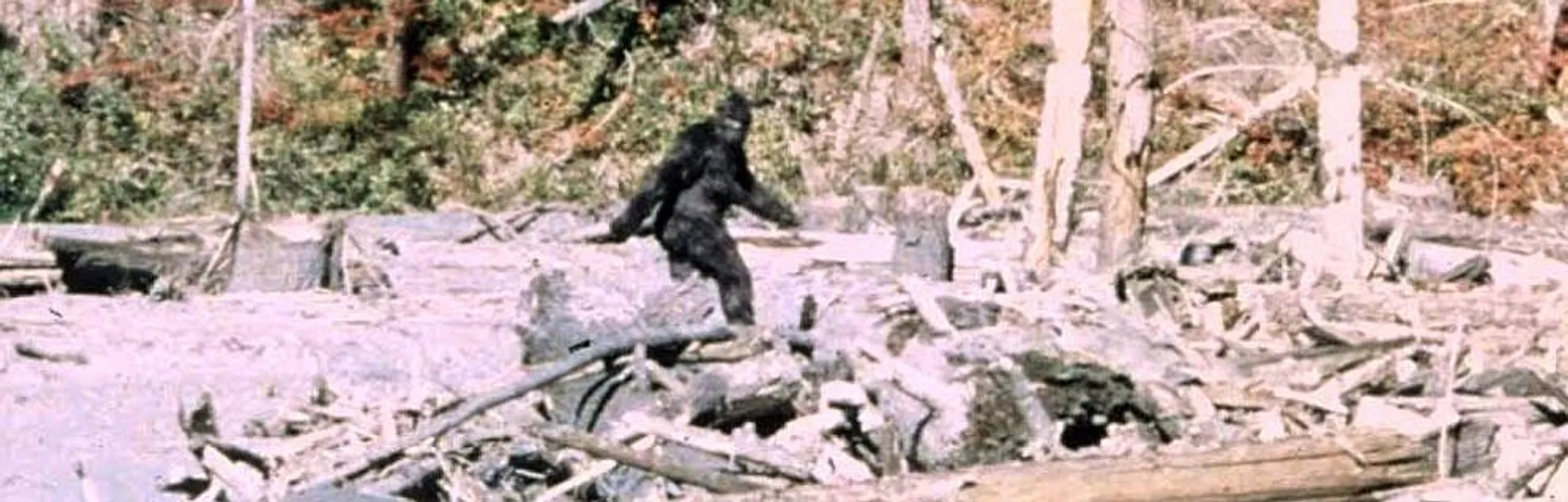 A mysterious figure walks across a clearing in a dense forest, likely depicting the famous Bigfoot sighting from Bluff Creek, California.