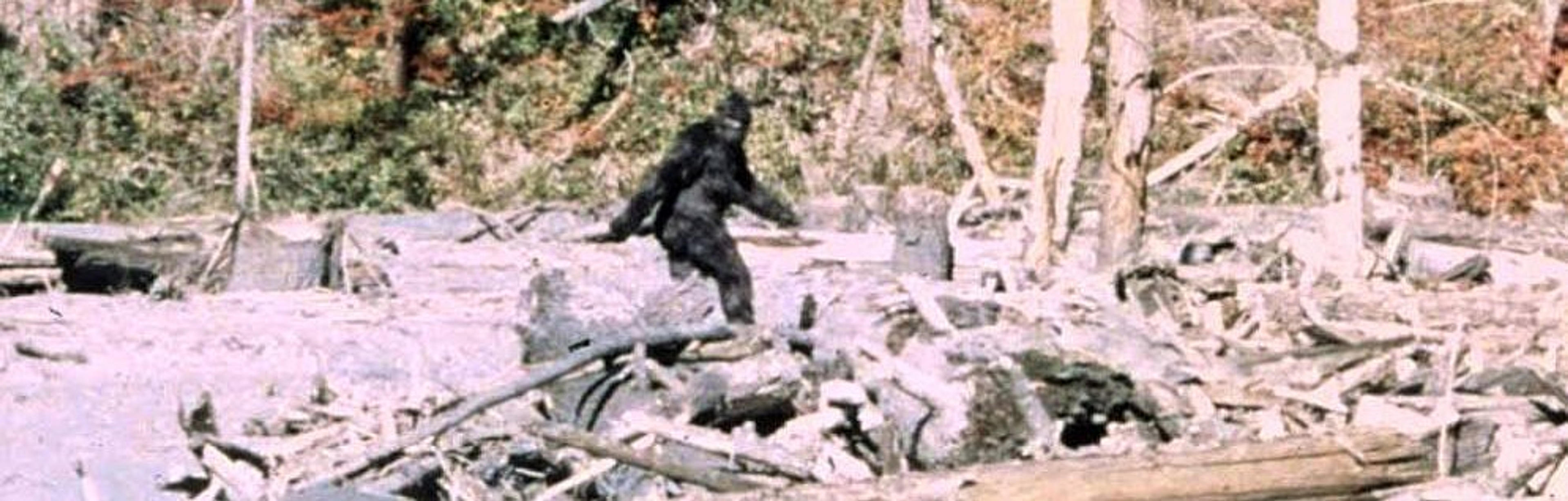 A mysterious figure walks across a clearing in a dense forest, likely depicting the famous Bigfoot sighting from Bluff Creek, California.
