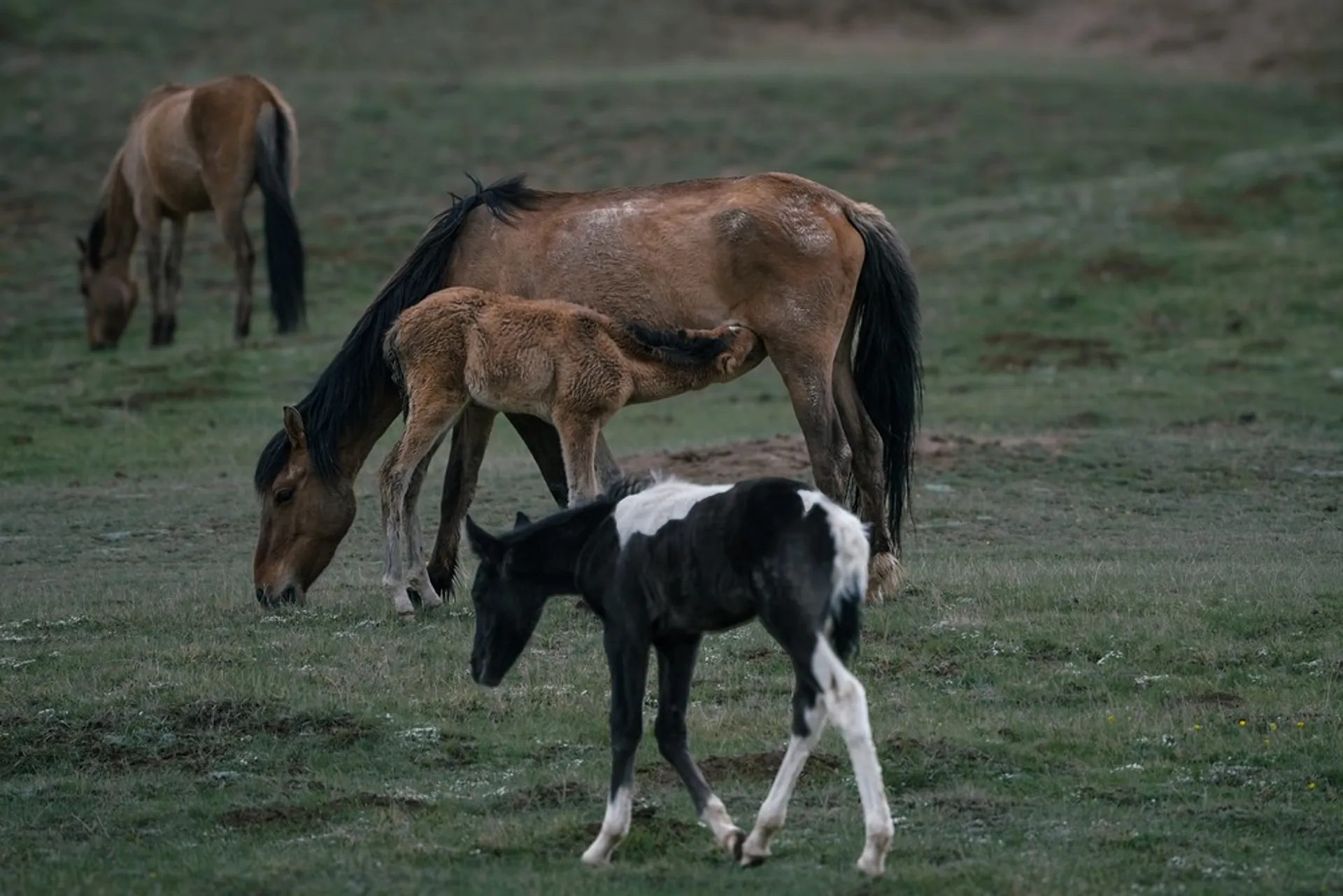 A foal drinks from its mother while horses graze peacefully on a grassy plain in Kyrgyzstan.