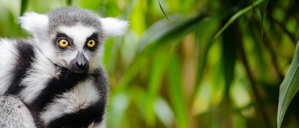 Madagascar 🌿 in €650s rtn