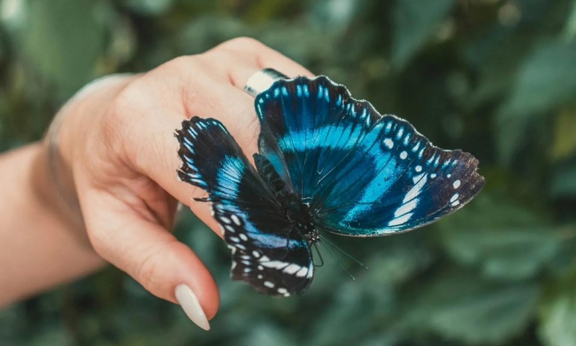 botanical garden butterfly