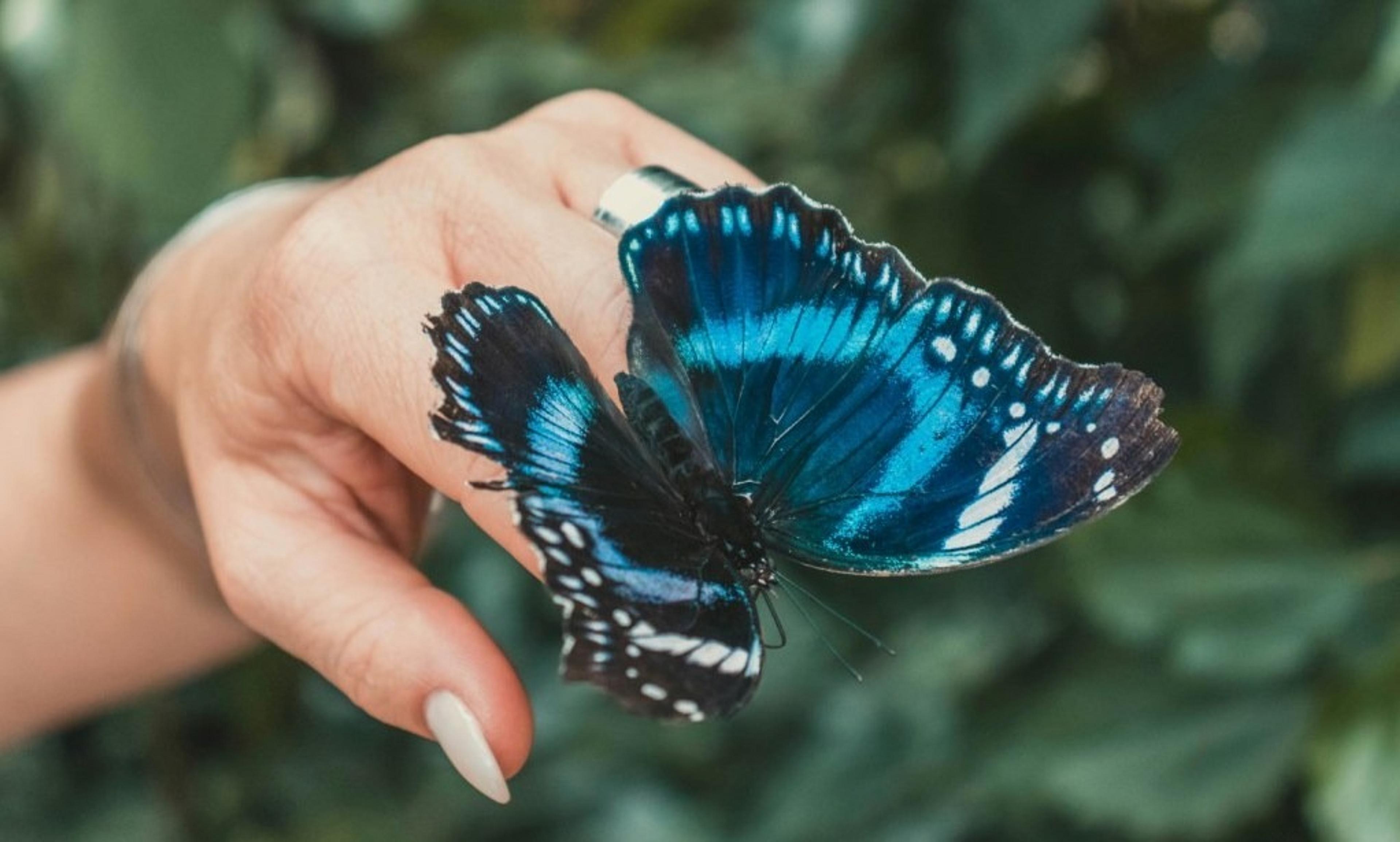 botanical garden butterfly