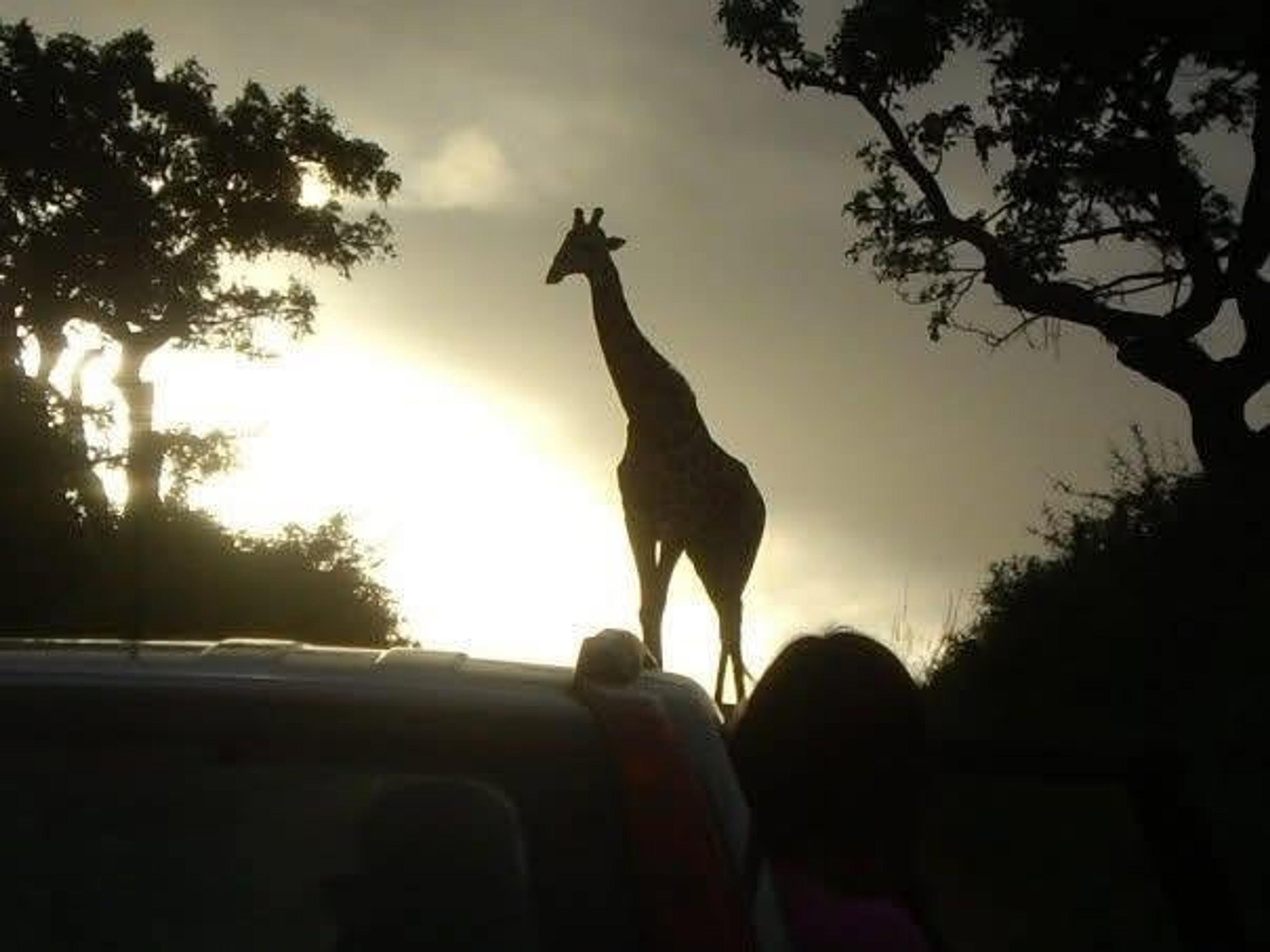 A silhouette of a giraffe at sunset in a Savannah-like setting, likely in a wildlife park in Africa.