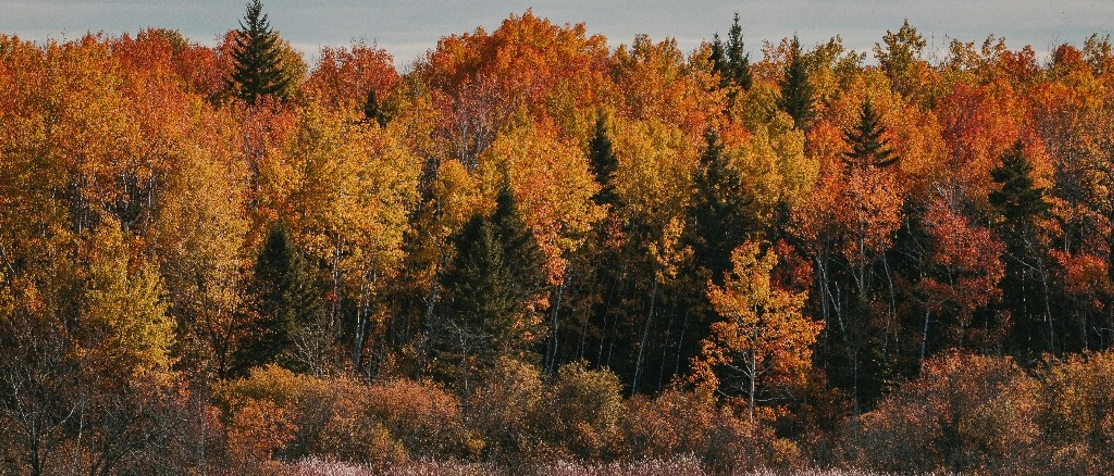 Winnipeg 🫎 at $196 RT from Calgary