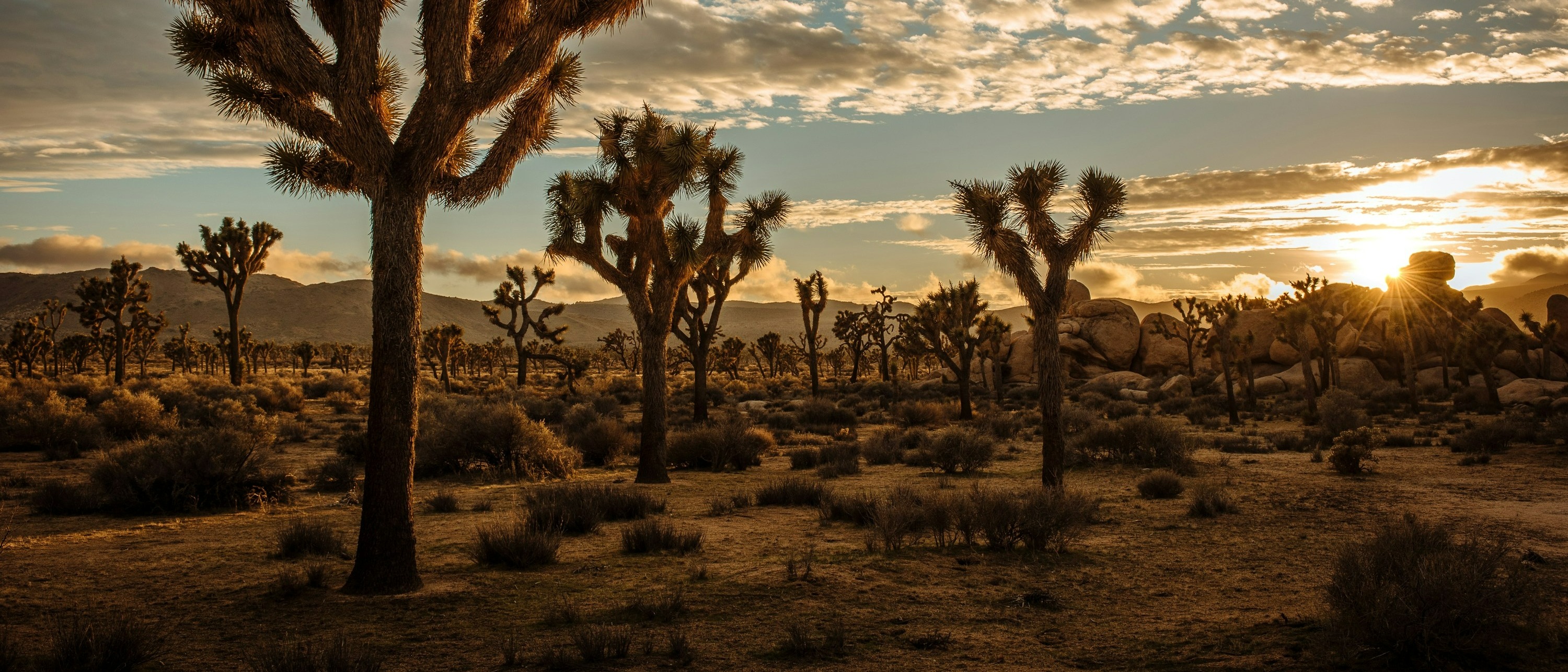 Palm Springs 🌵 at £439 rtn