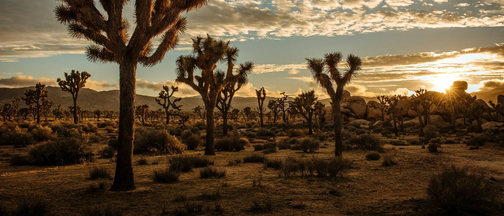 Sunset casts a golden glow over the striking Joshua trees in California's Joshua Tree National Park.