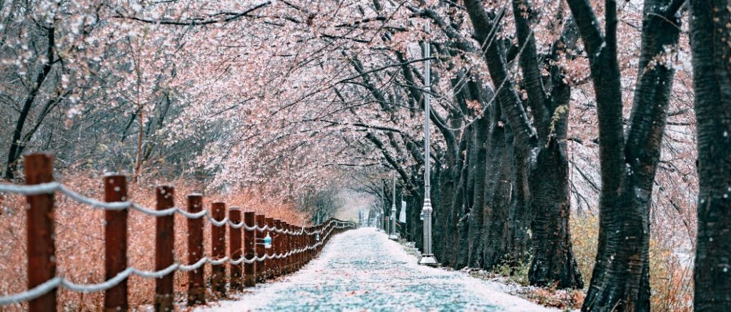 Seoul 🎄 in £450s-£590s & €500s-€570s rtn