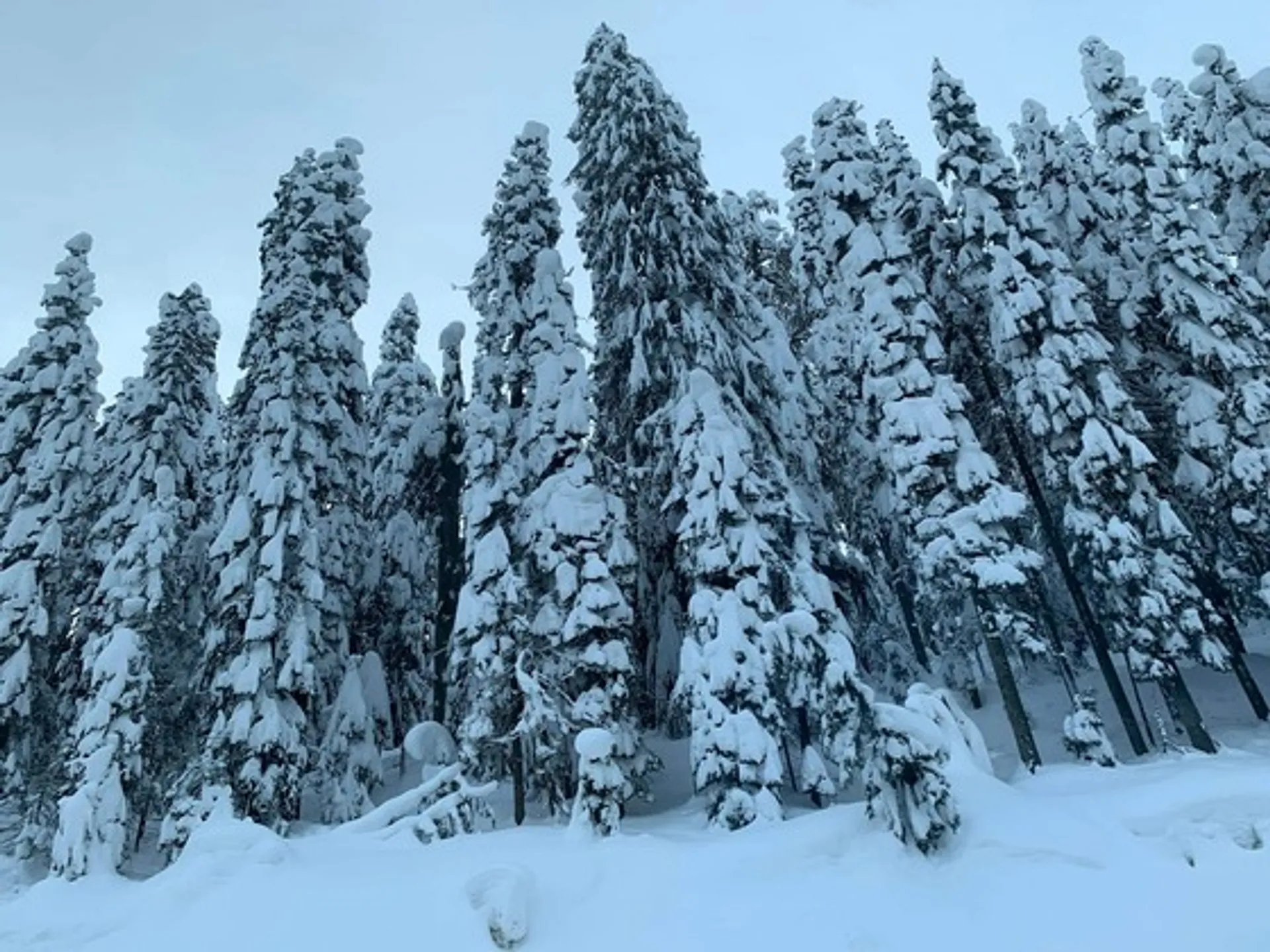 olivia's pic of woods in washington