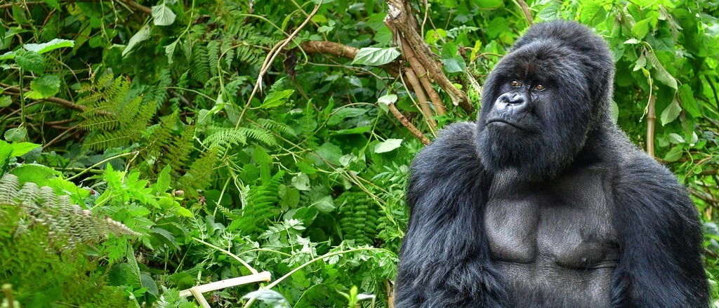 Rwanda 🦍 in $880s-$940s RT