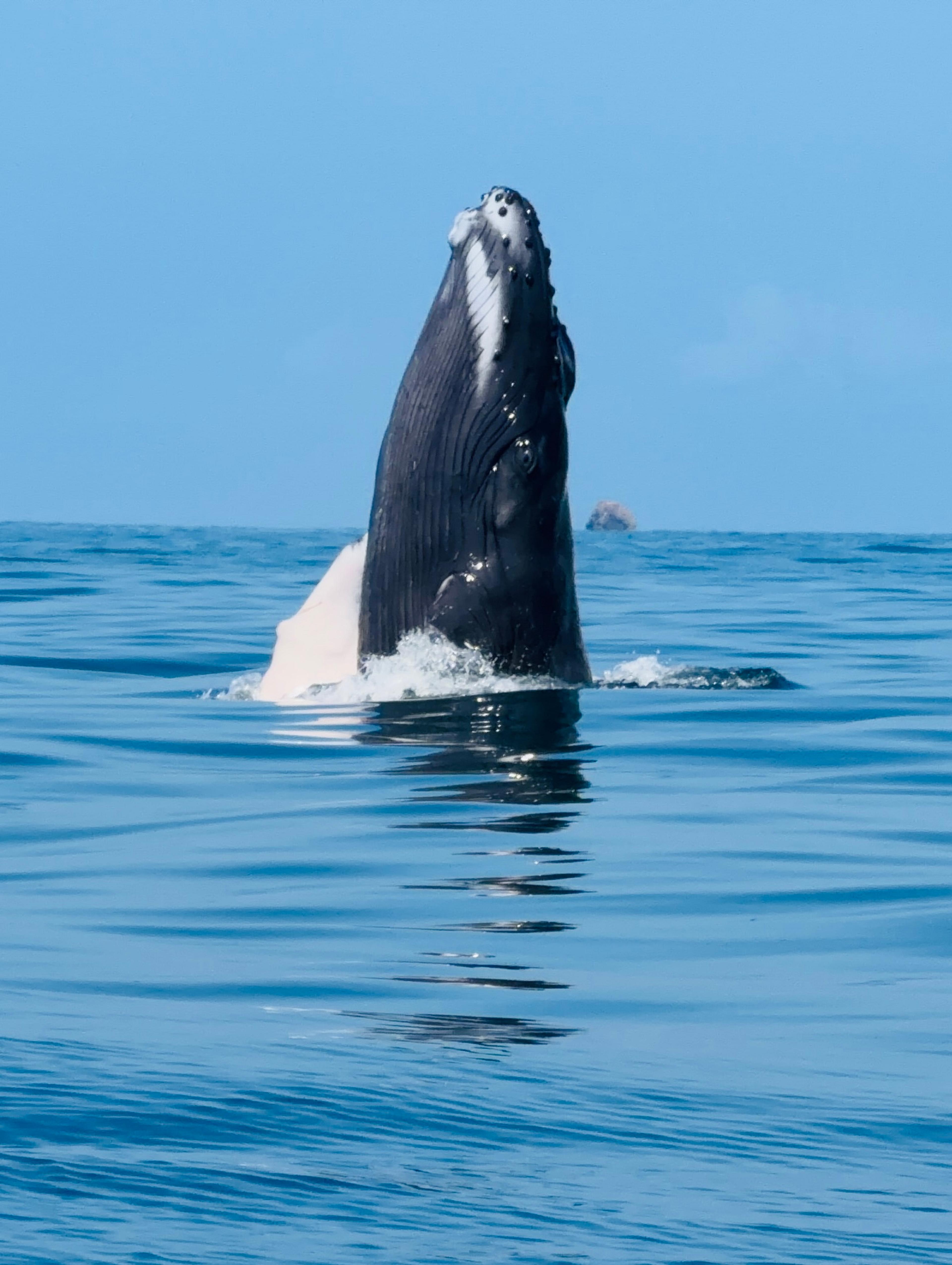 The whale watching tour stated a 50% chance of seeing humpback whales...