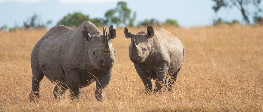 Kenya, Tanzania, and Madagascar  in €570s-€660s rtn