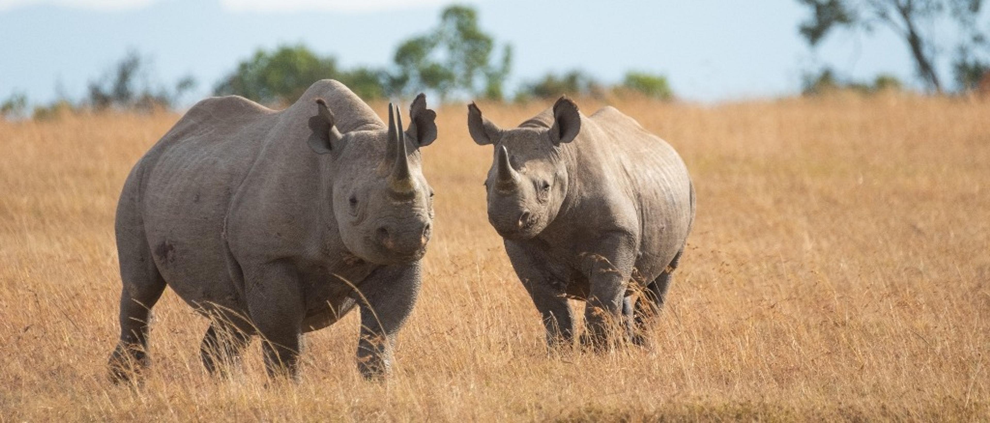 Kenya, Tanzania, and Madagascar  in €570s-€660s rtn