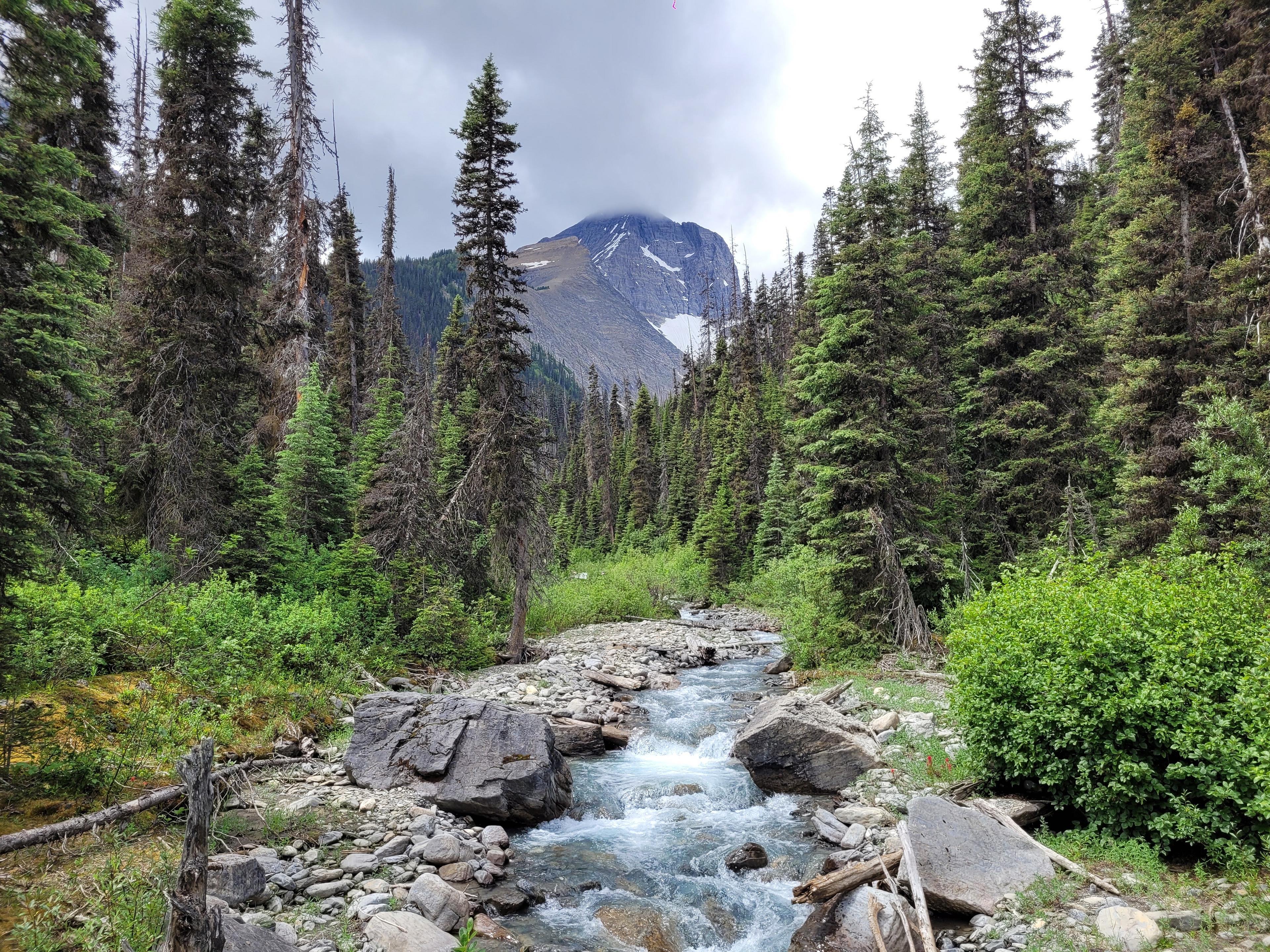 A serene mountain stream winds through a dense forest in Kootenay National Park, Canada, with a snow-capped peak in the background.