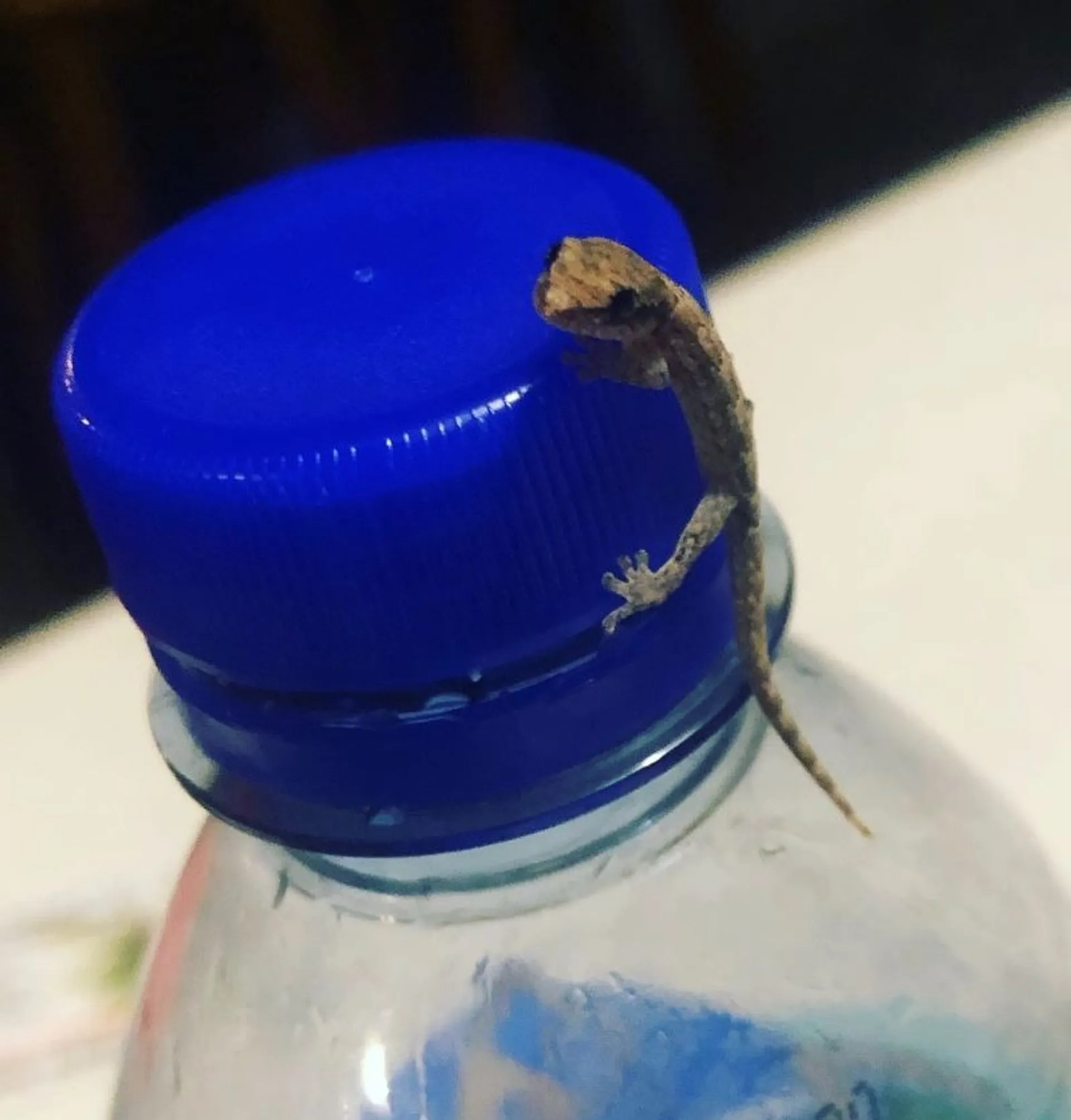 A small gecko perches on a blue plastic bottle cap indoors.