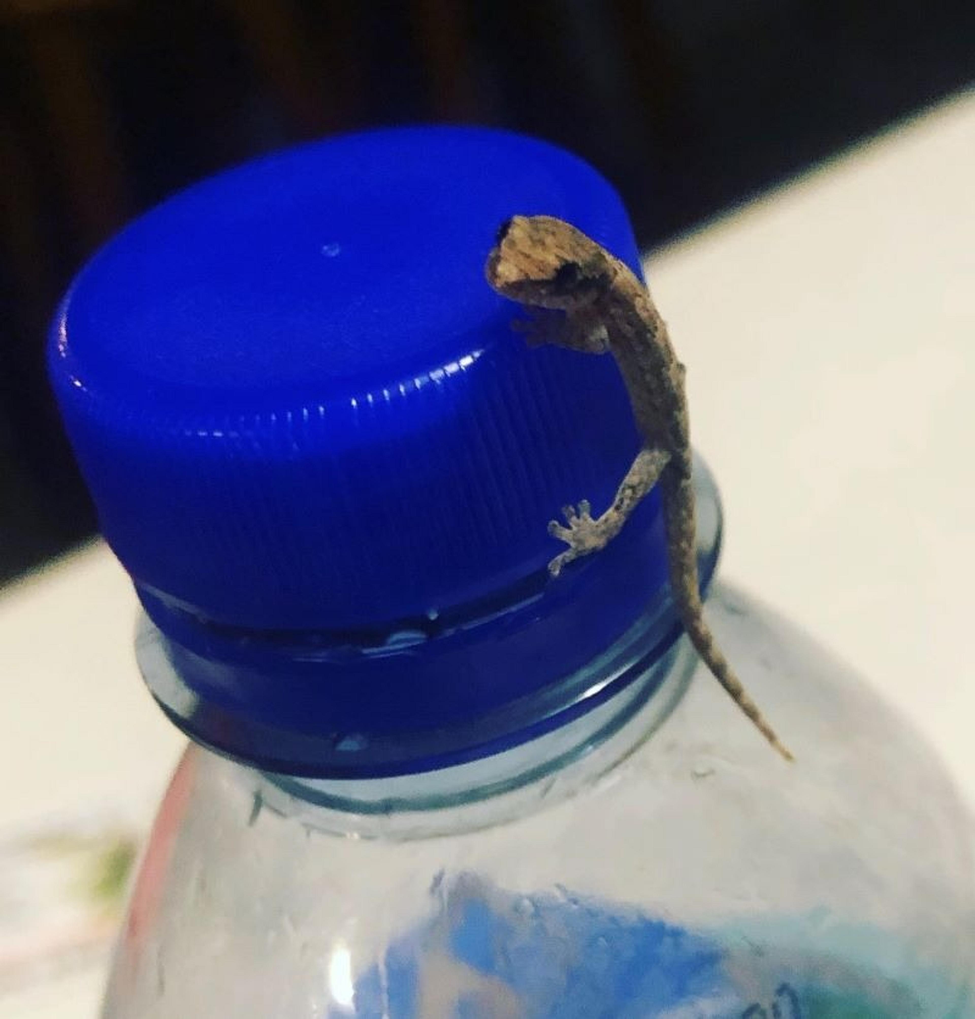 A small gecko perches on a blue plastic bottle cap indoors.