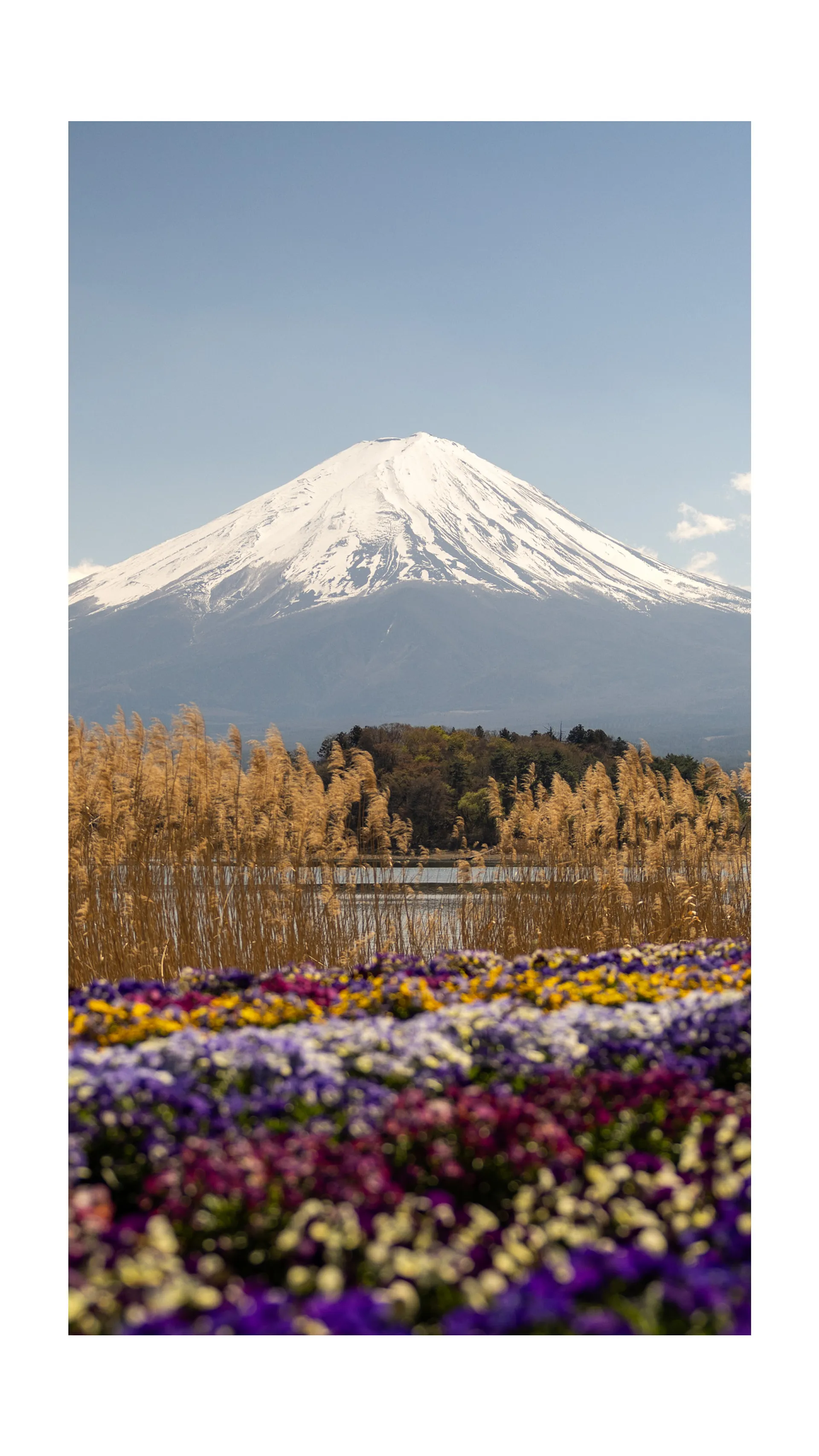 I caught Fuji in full bloom