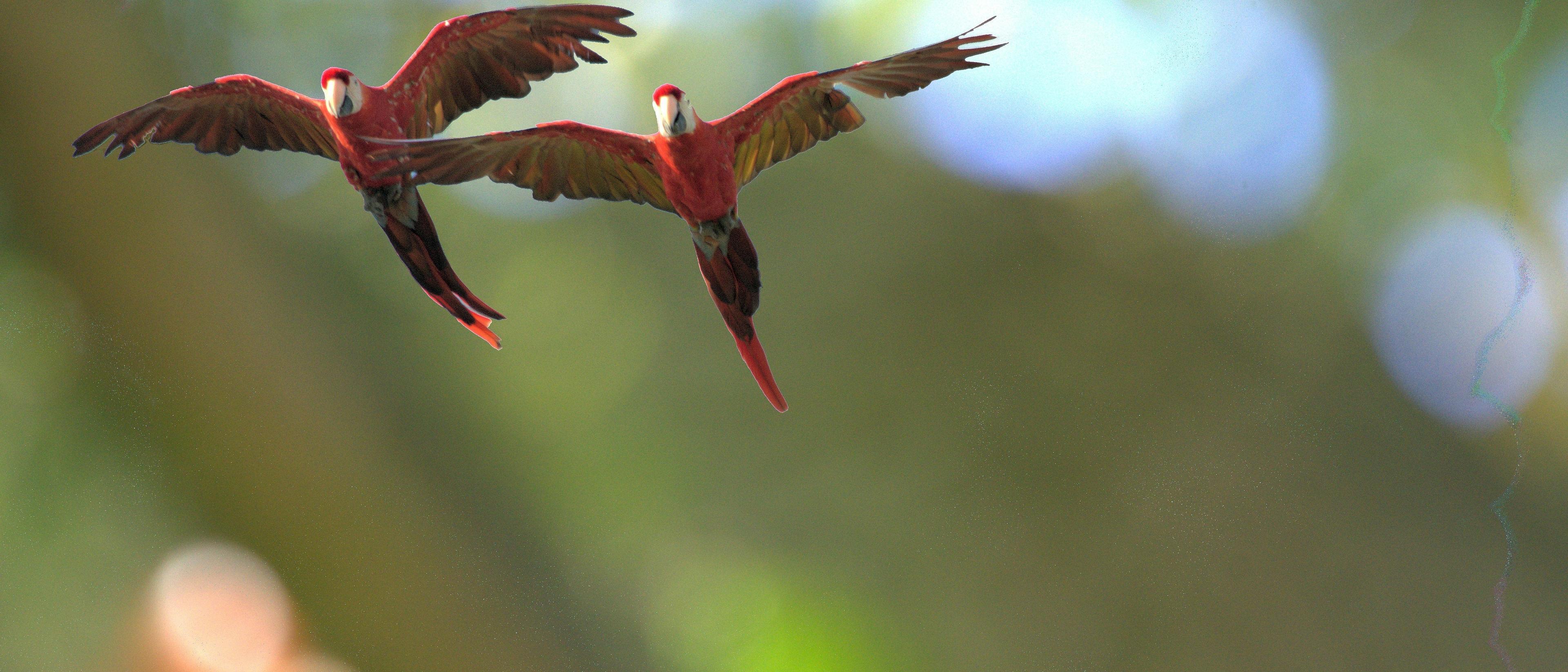 Liberia, Costa Rica  in $450s-$480s RT