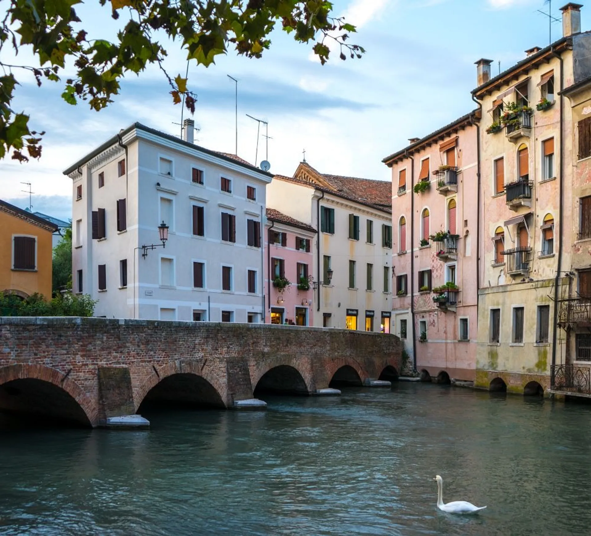 A picturesque scene captures a swan gliding along a canal beside colorful buildings and a brick bridge in Treviso, Italy.