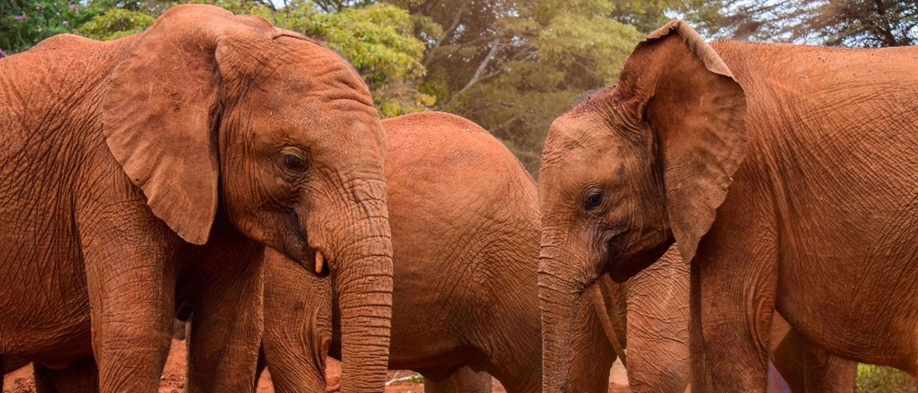 Nairobi, Kenya  in $800s-$860s RT