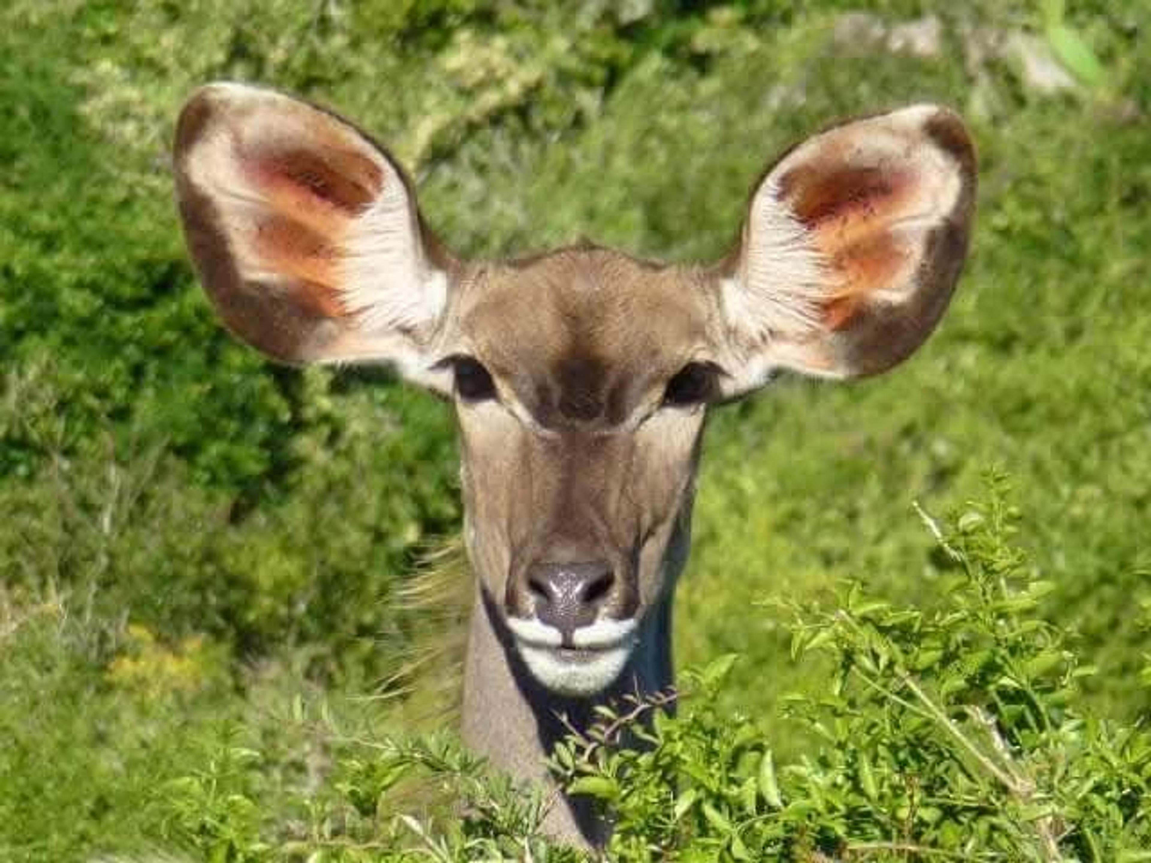 Peek-a-boo kudu