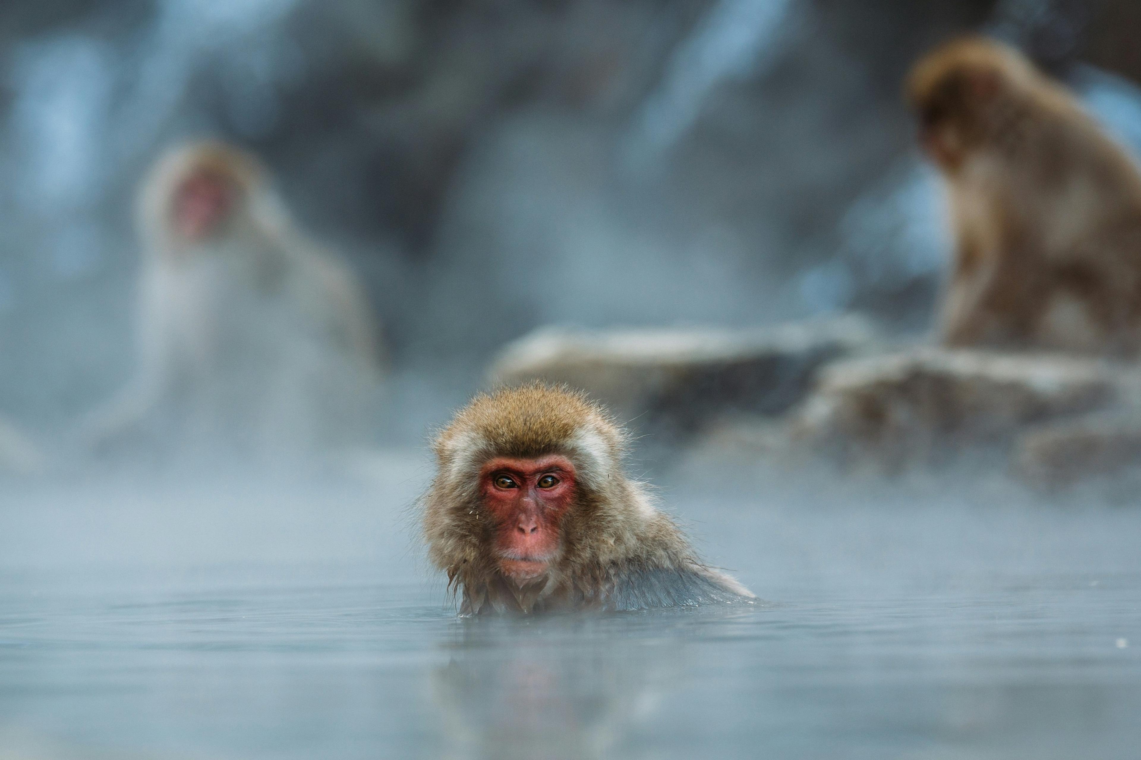 A Japanese macaque relaxes in the steaming hot springs of Jigokudani Monkey Park in Nagano, Japan.