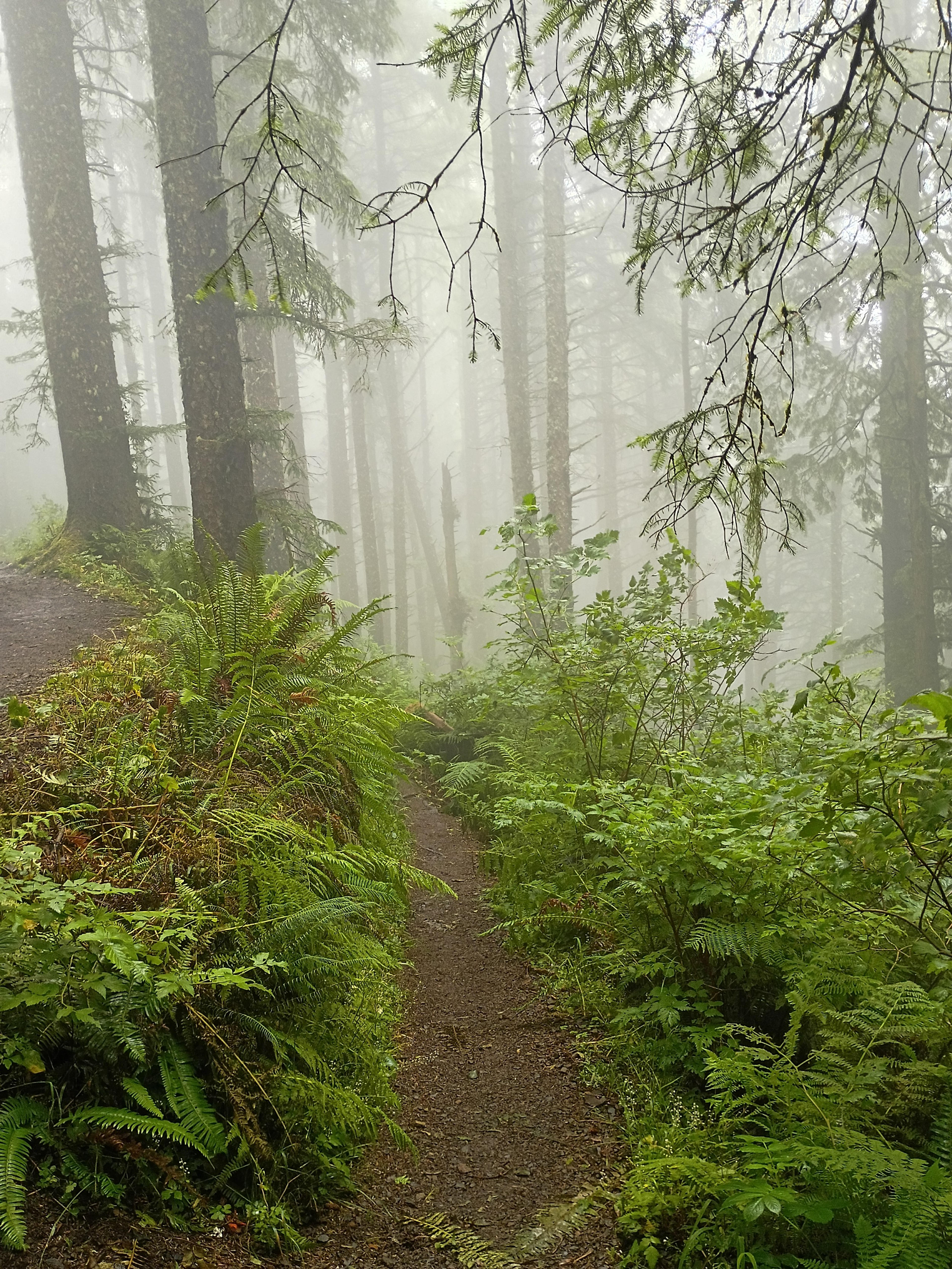 A misty trail winds through the lush greenery of the Pacific Northwest forest, likely in Oregon or Washington.