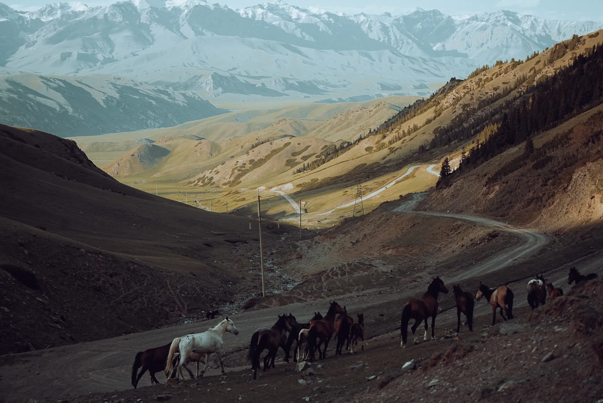 A herd of horses moves along a winding road in the mountainous landscape of the Tien Shan range in Kyrgyzstan.