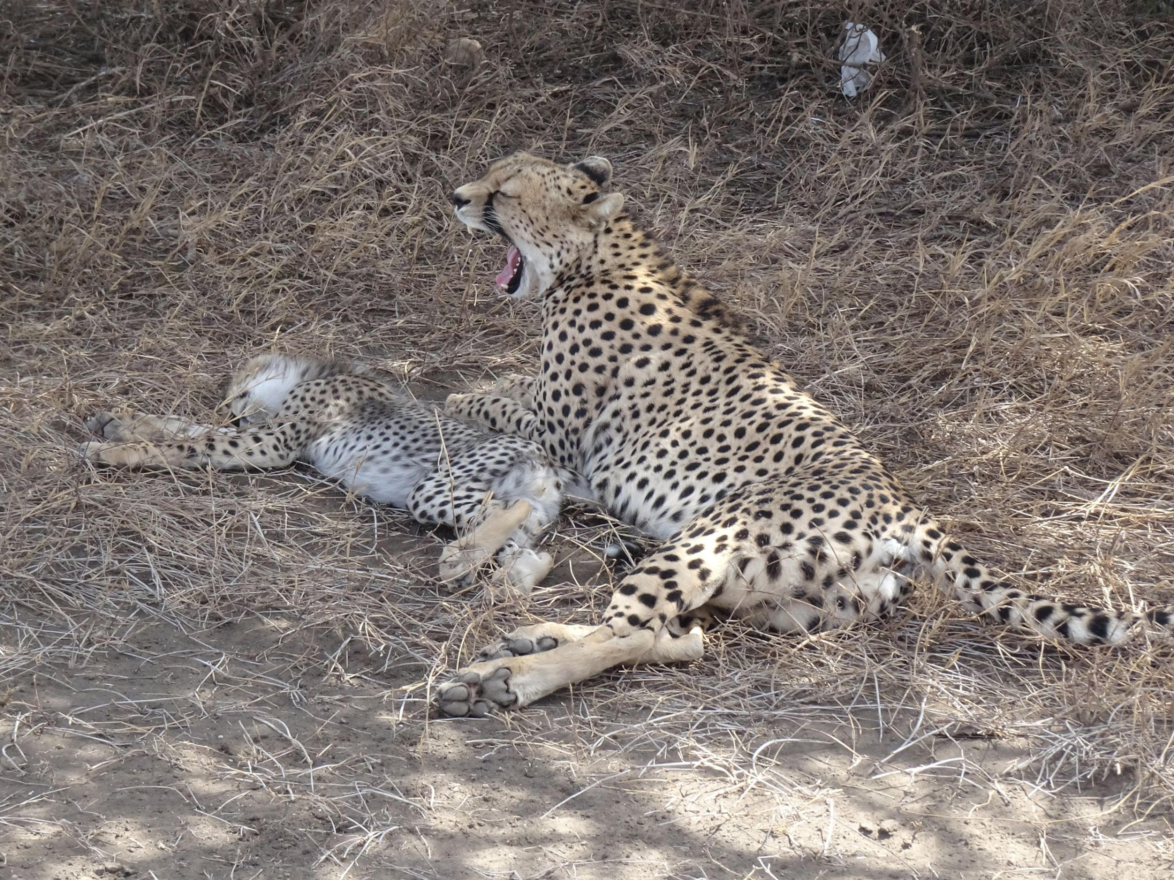 Cheetah party in the Serengeti