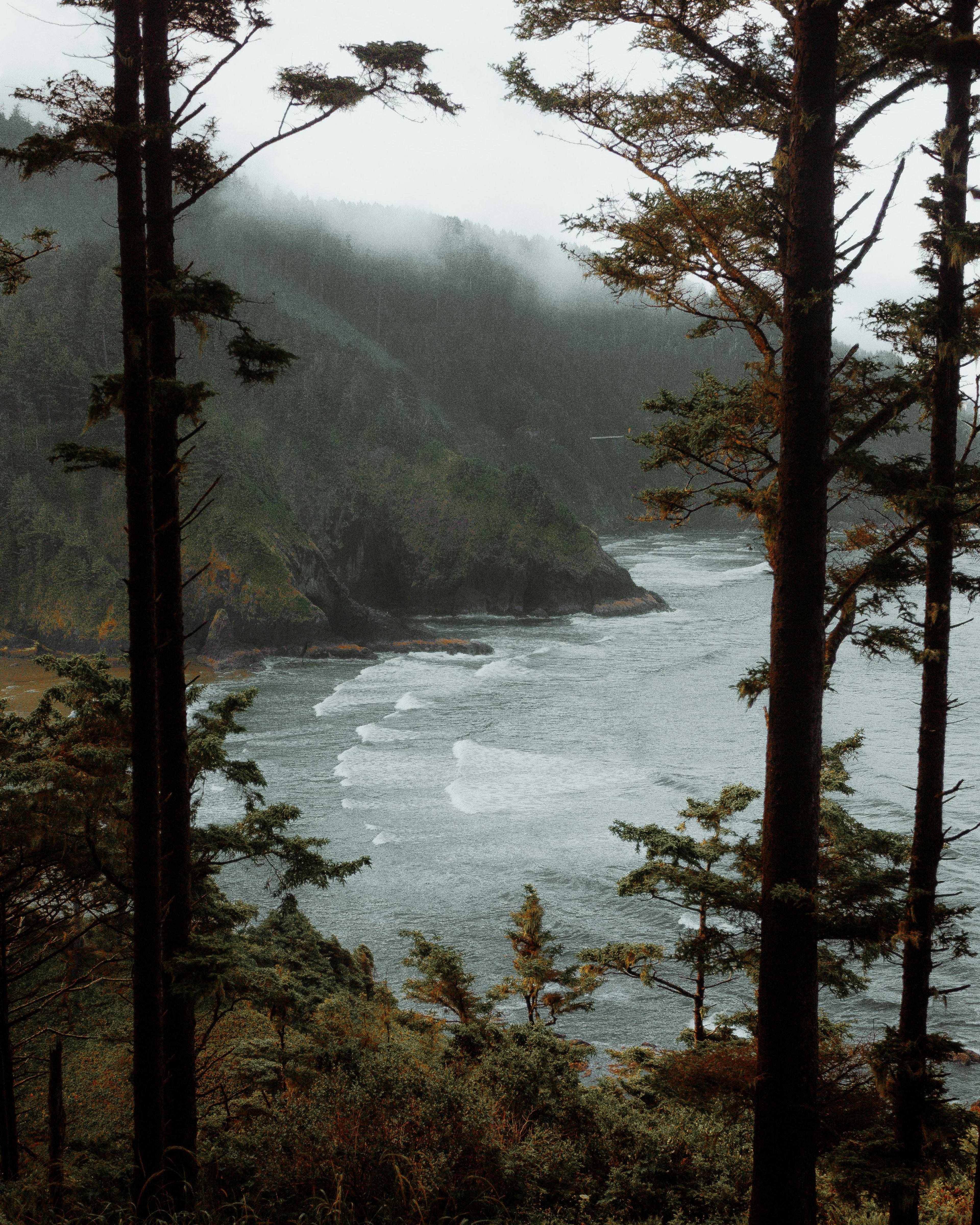 A misty view of the rugged coastline and lush forest in Oregon's Cape Lookout State Park.