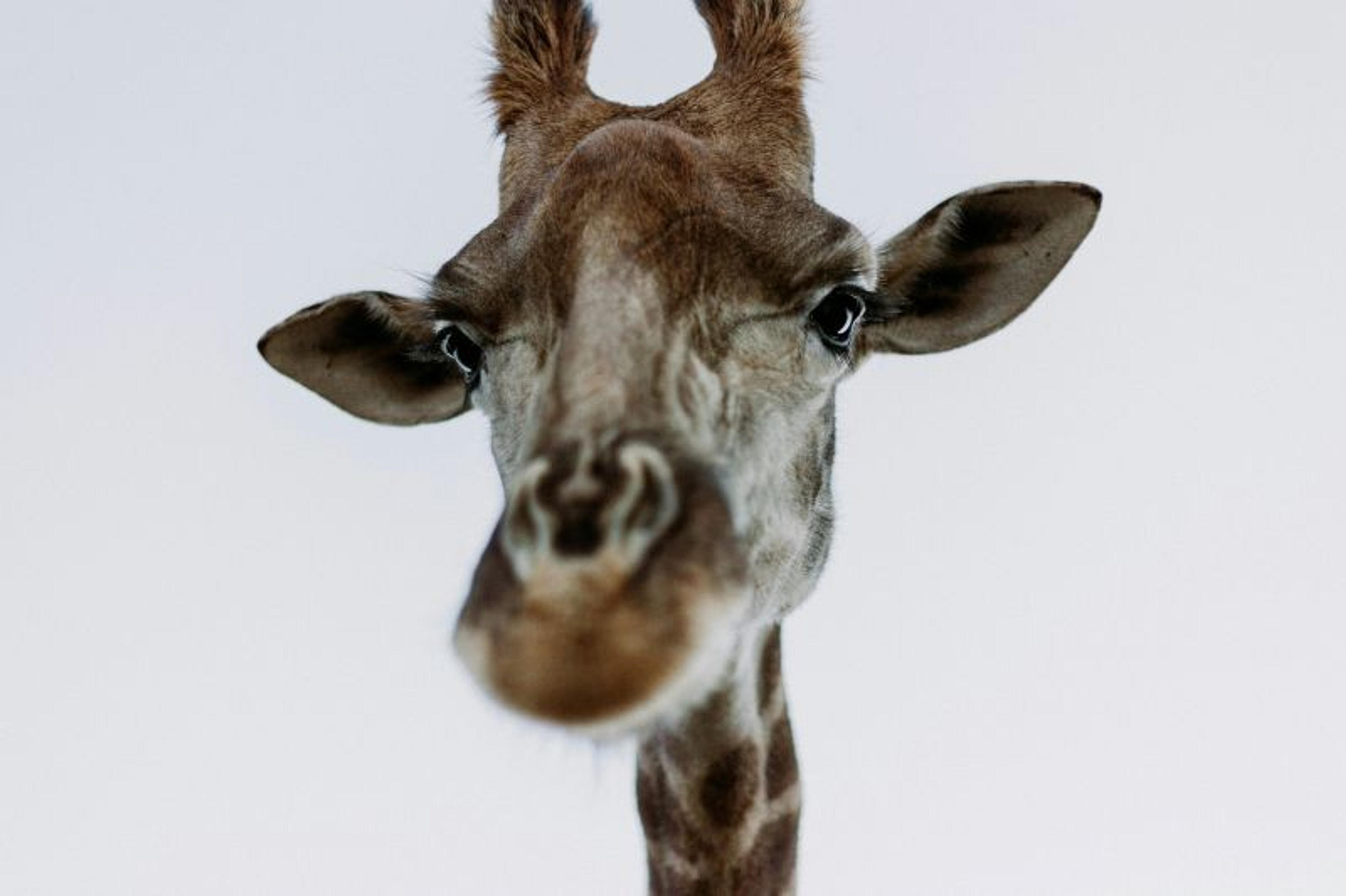 A close-up of a giraffe's face against a light background, likely taken in a wildlife reserve.