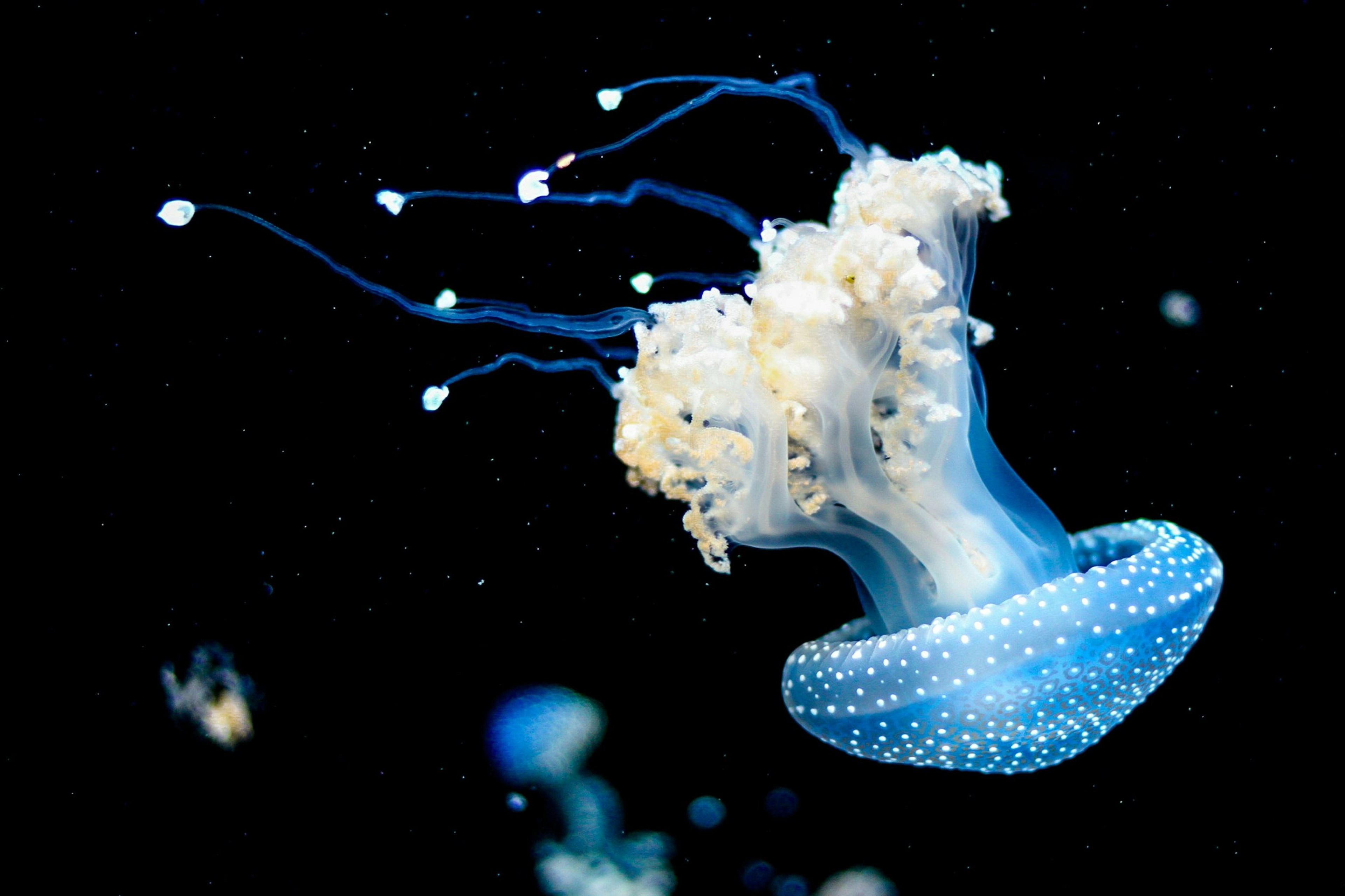 A spotted blue jellyfish gracefully drifts through the dark waters
