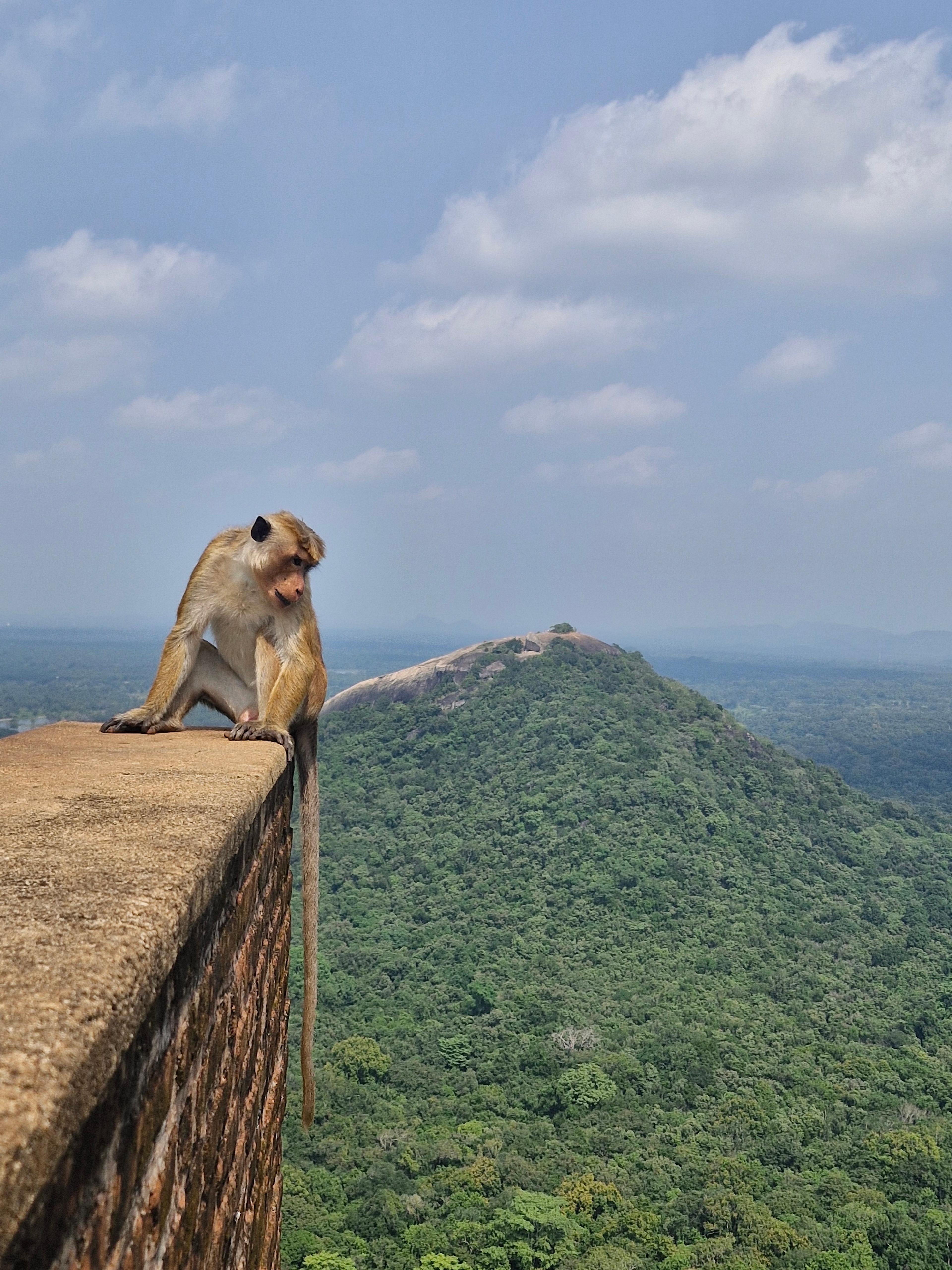 Monkey Business at Sigiriya's Peak!