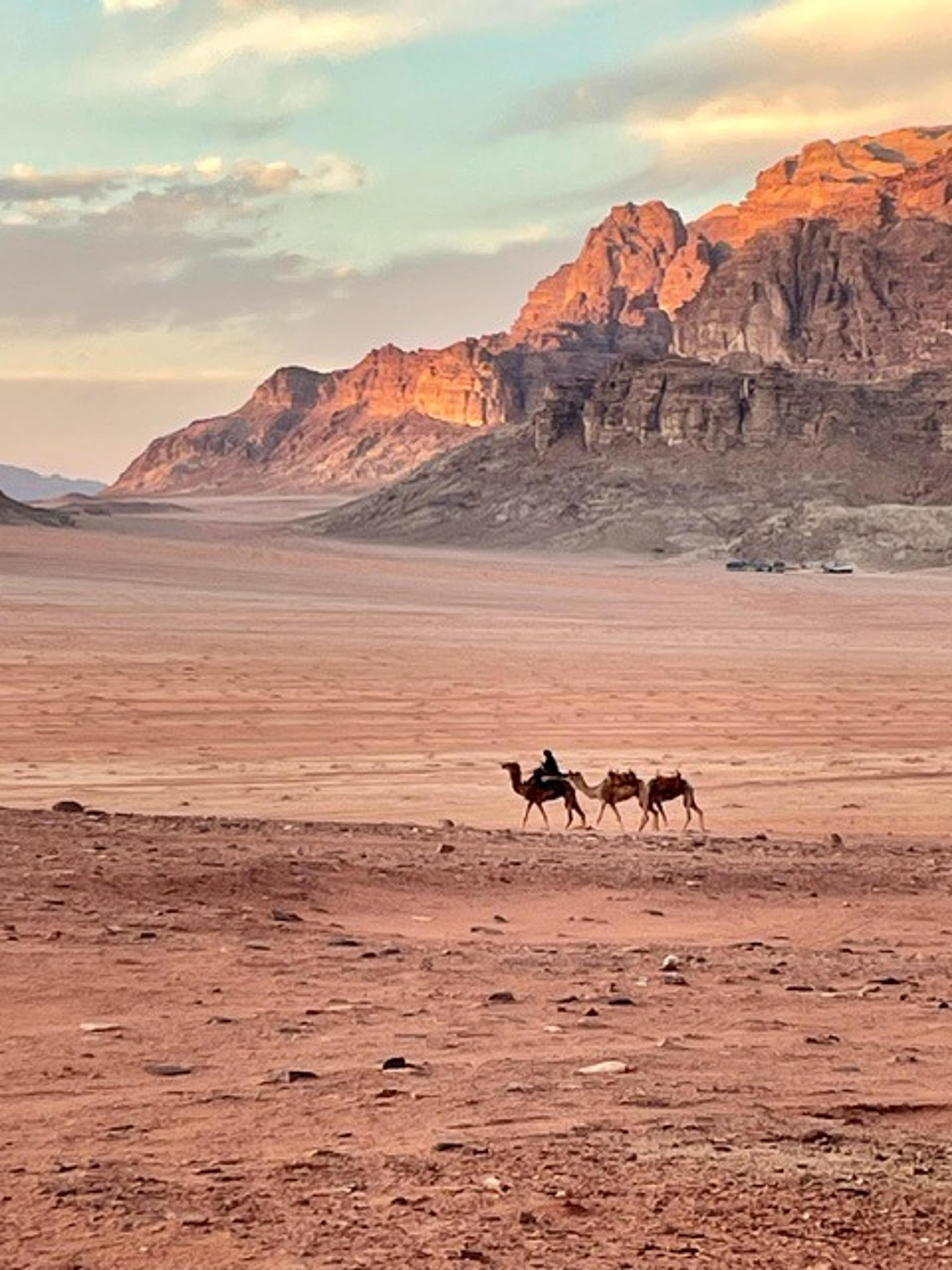Roaming and runaway camels in the Jordanian desert