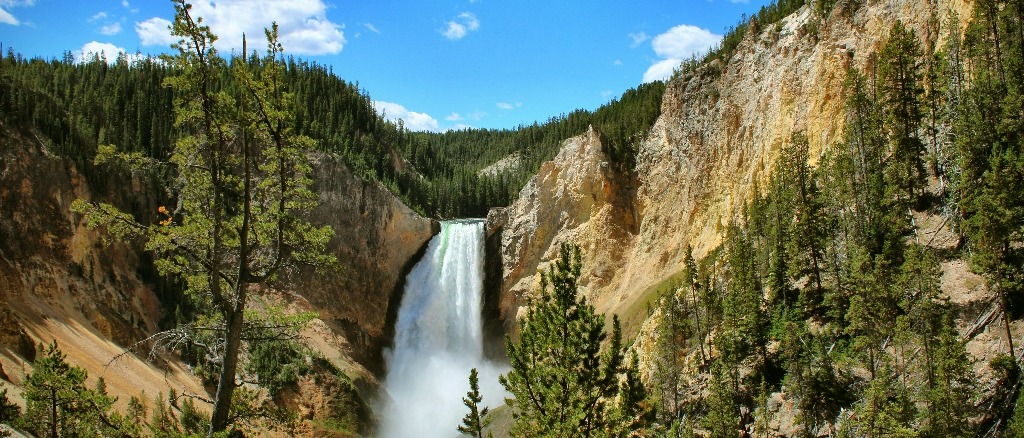 Lower Yellowstone Falls in Wyoming cascades dramatically into the Grand Canyon of the Yellowstone, surrounded by lush pine forests and rugged cliffs.
