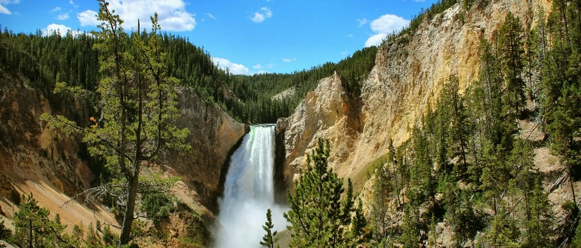 Lower Yellowstone Falls in Wyoming cascades dramatically into the Grand Canyon of the Yellowstone, surrounded by lush pine forests and rugged cliffs.