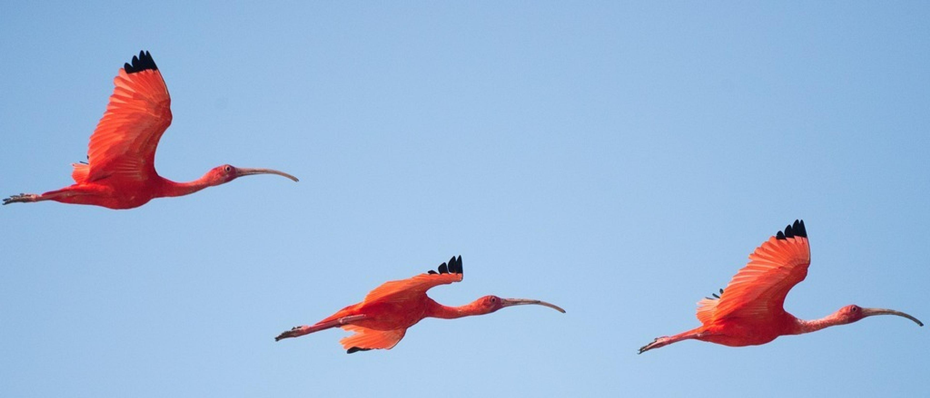 Chicago to Suriname  at $389 RT  