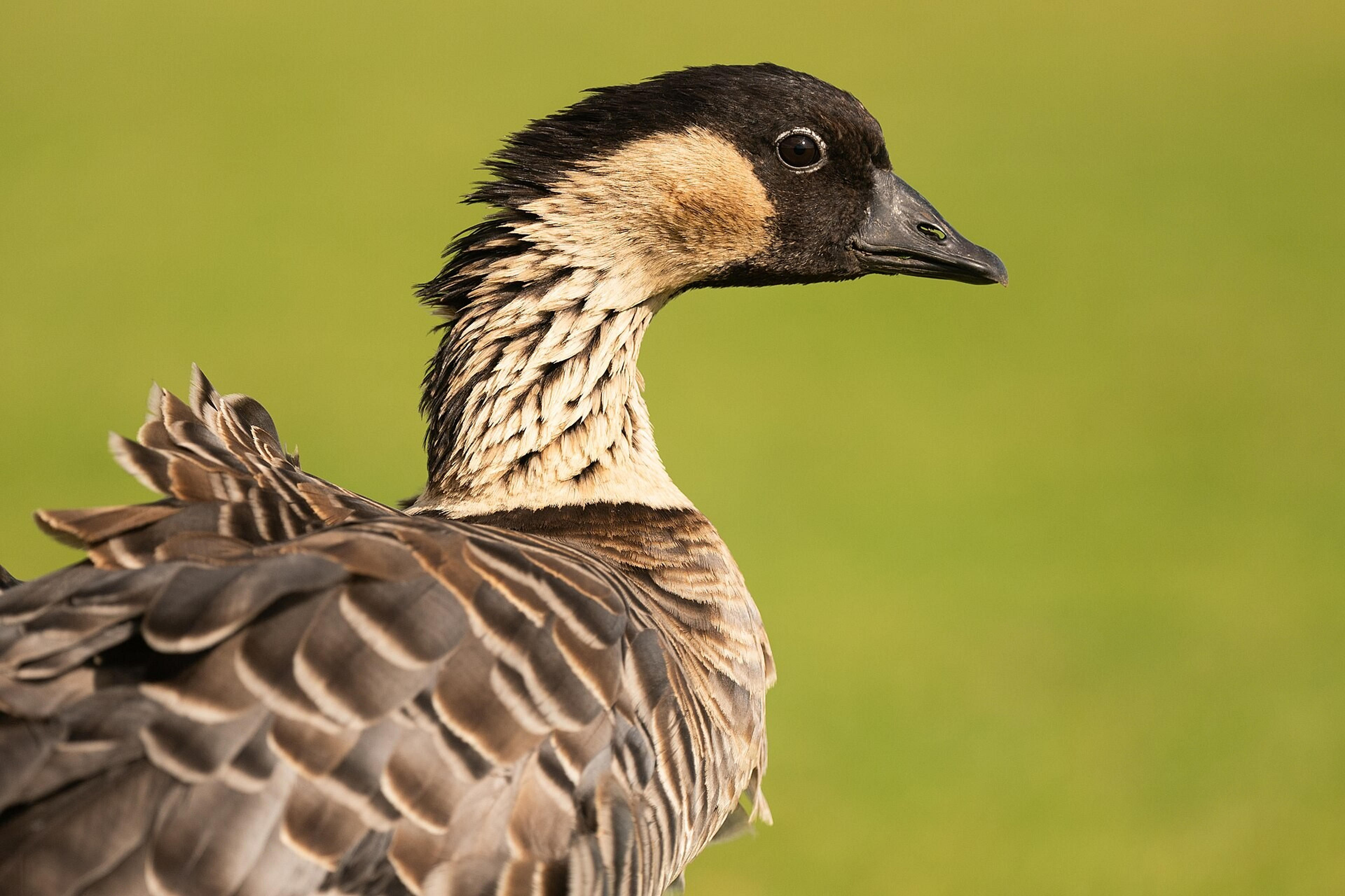A nene, also known as a Hawaiian goose, stands against a sunlit green background.