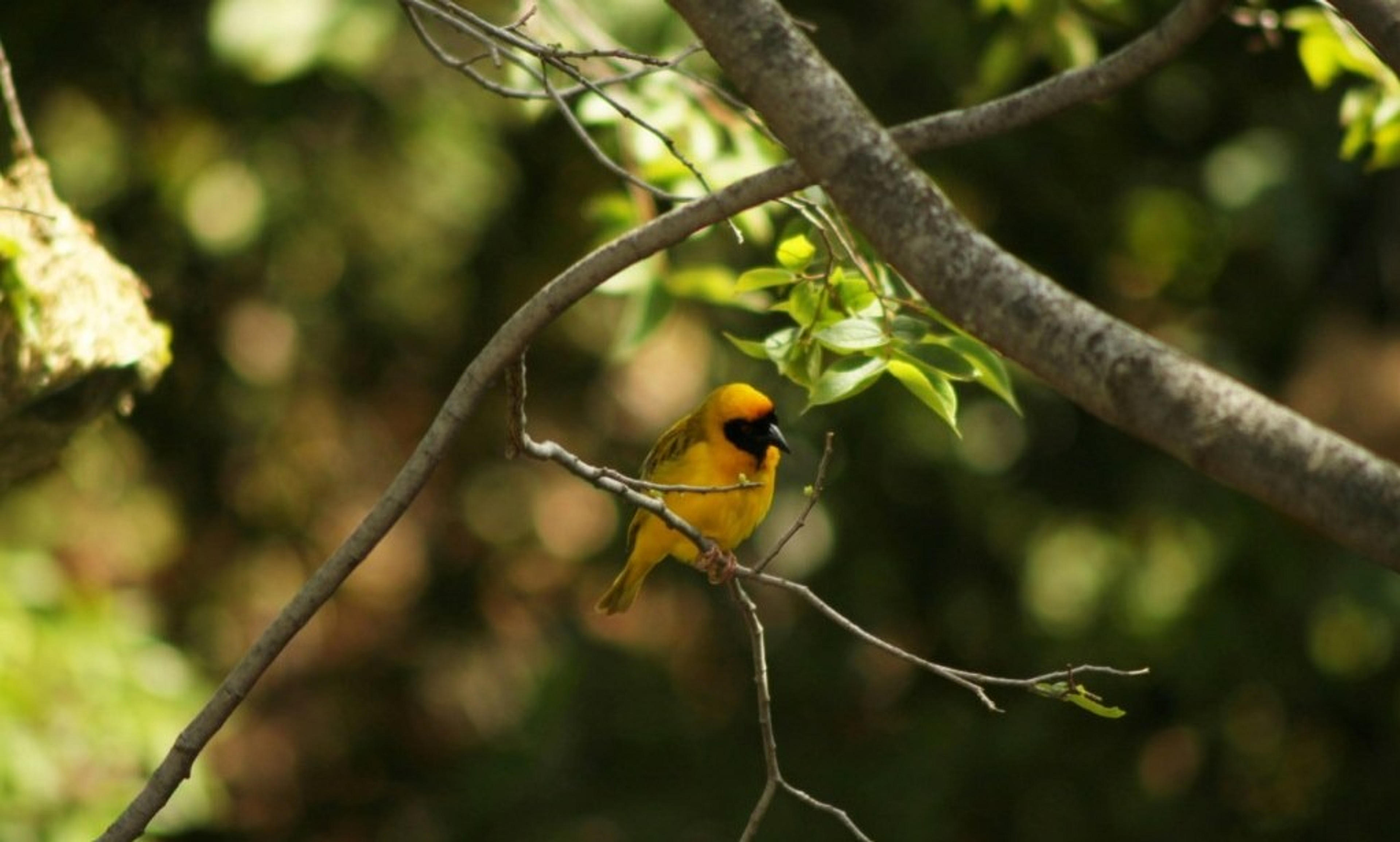 A bright yellow bird with a black face and green back sits on a branch, surrounded by leaves