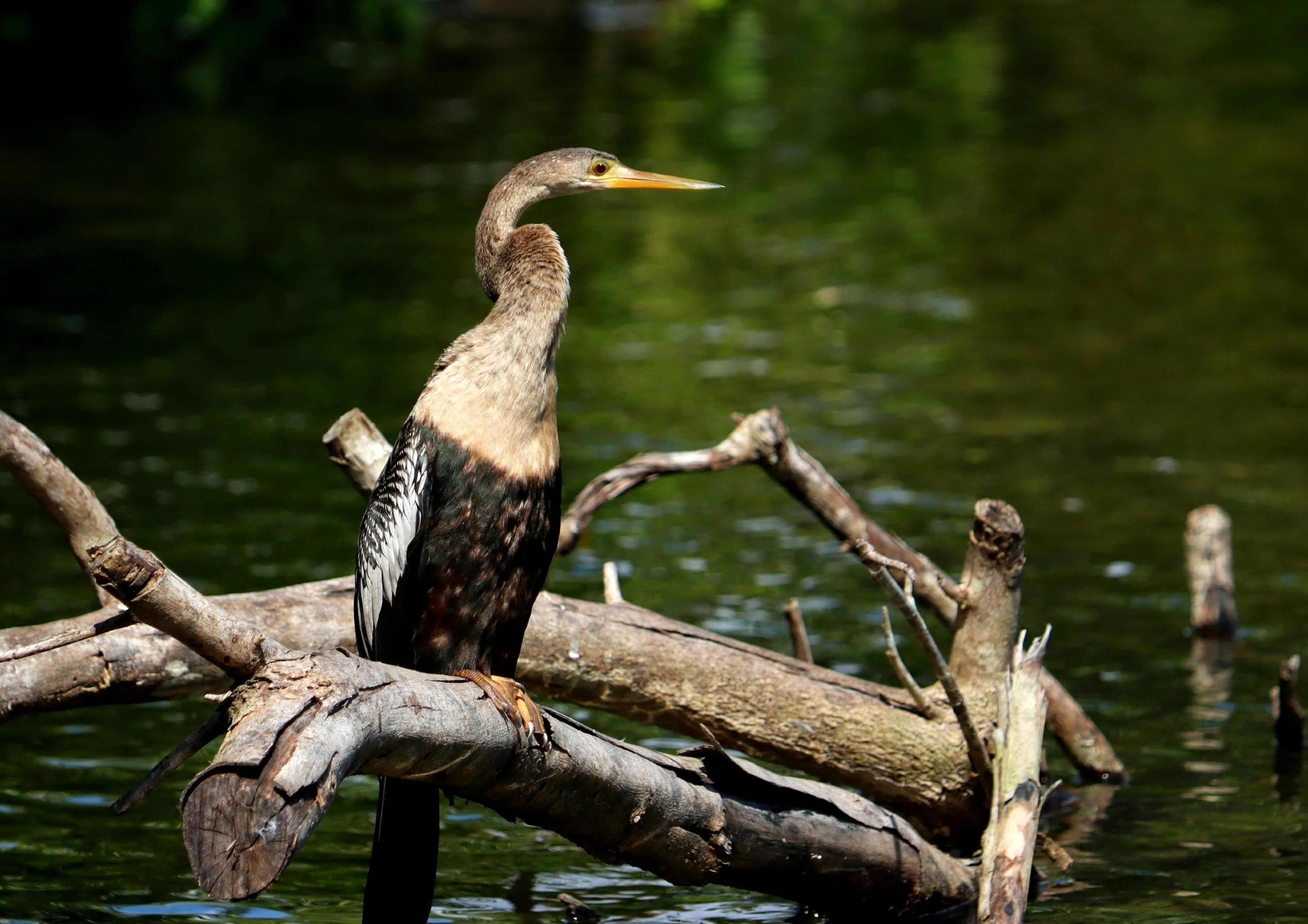 A long-necked waterbird perches on a log over a river