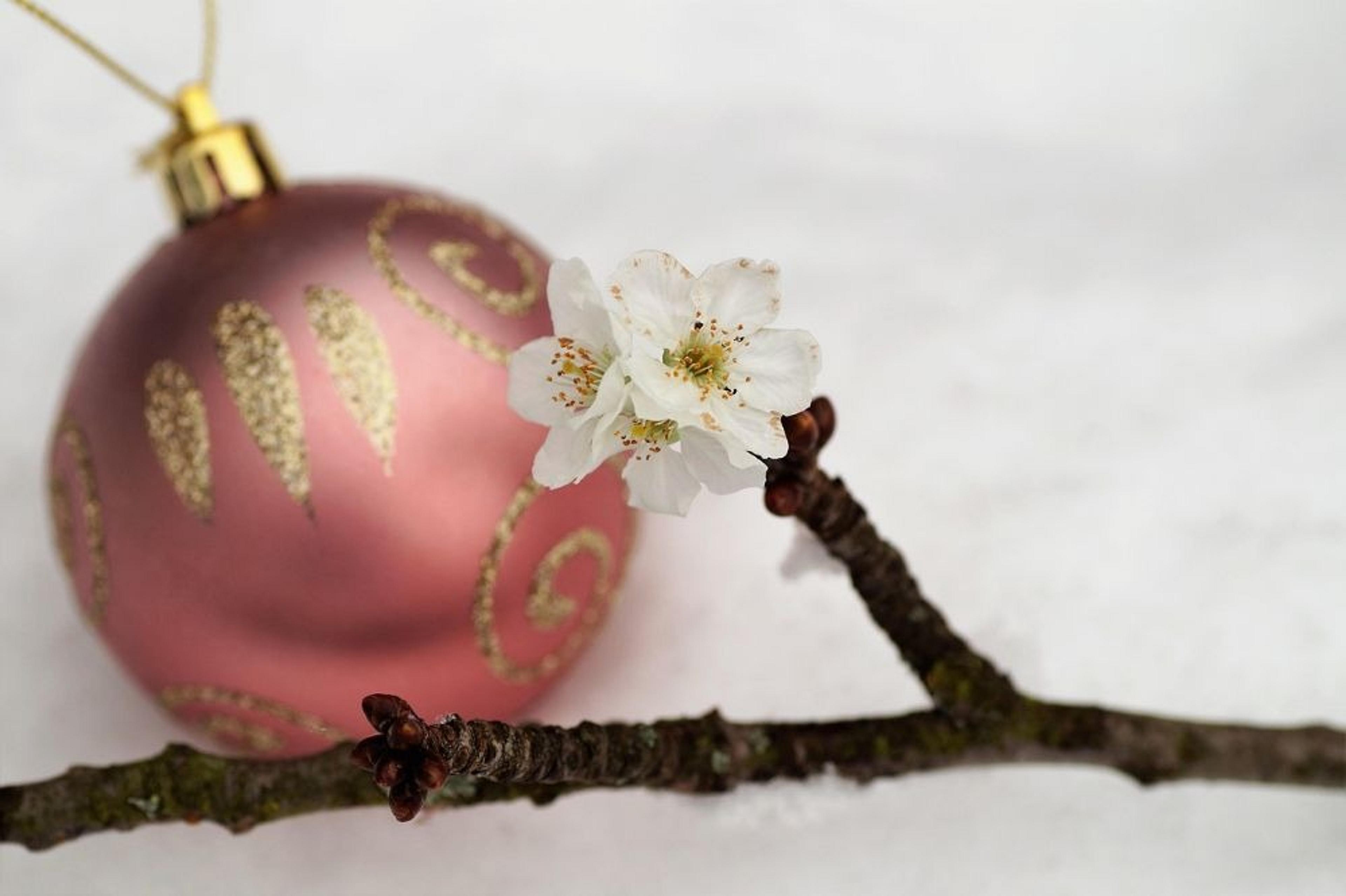 A delicate white flower blooms on a branch beside a glittery red Christmas ornament resting on snow.