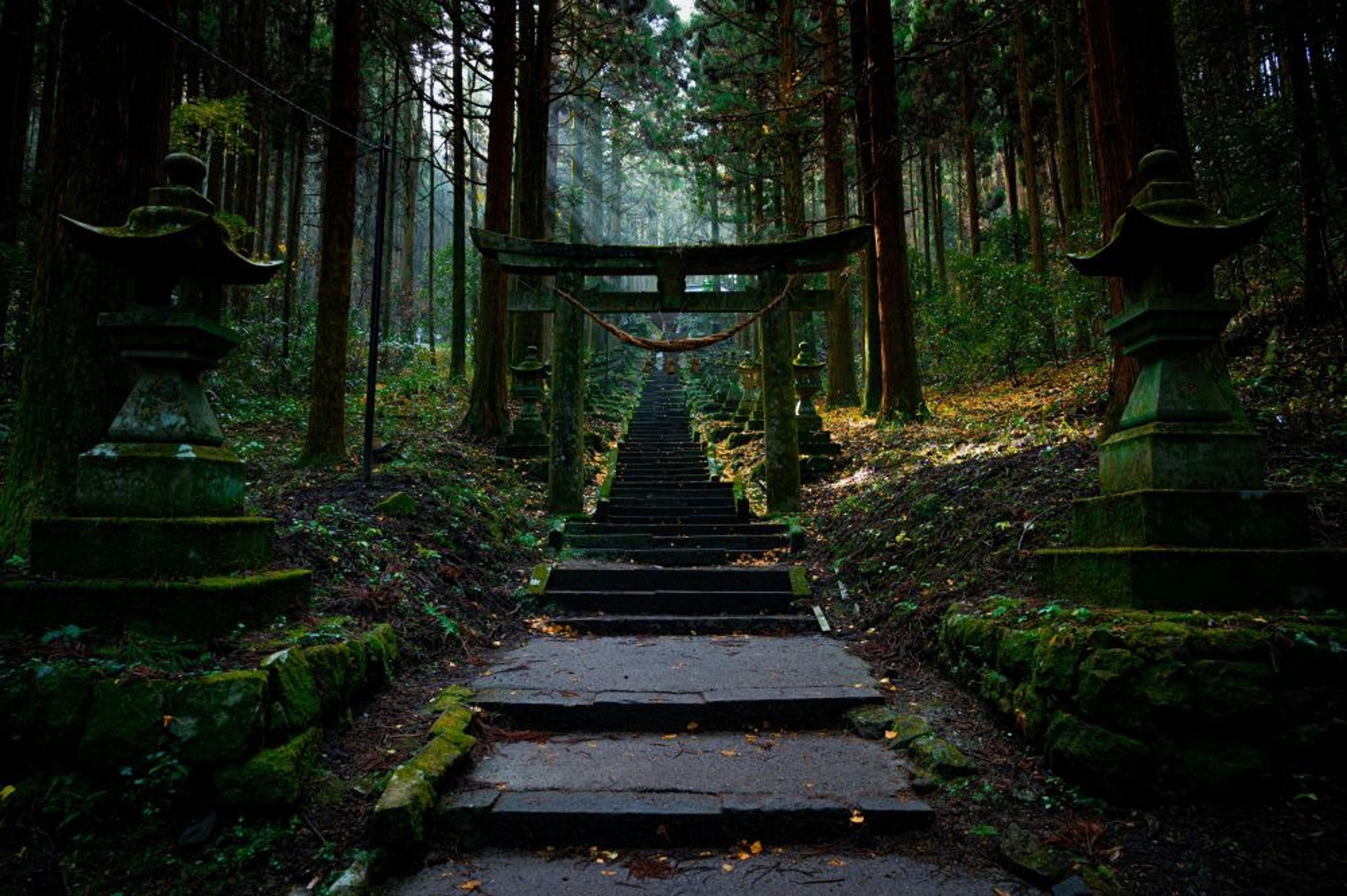 Stone steps lead through a tranquil forest to a traditional torii gate in Japan.