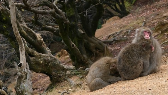 Japanese macaques rest among twisted trees in the mountainous landscape of Iwatayama Monkey Park, Kyoto.