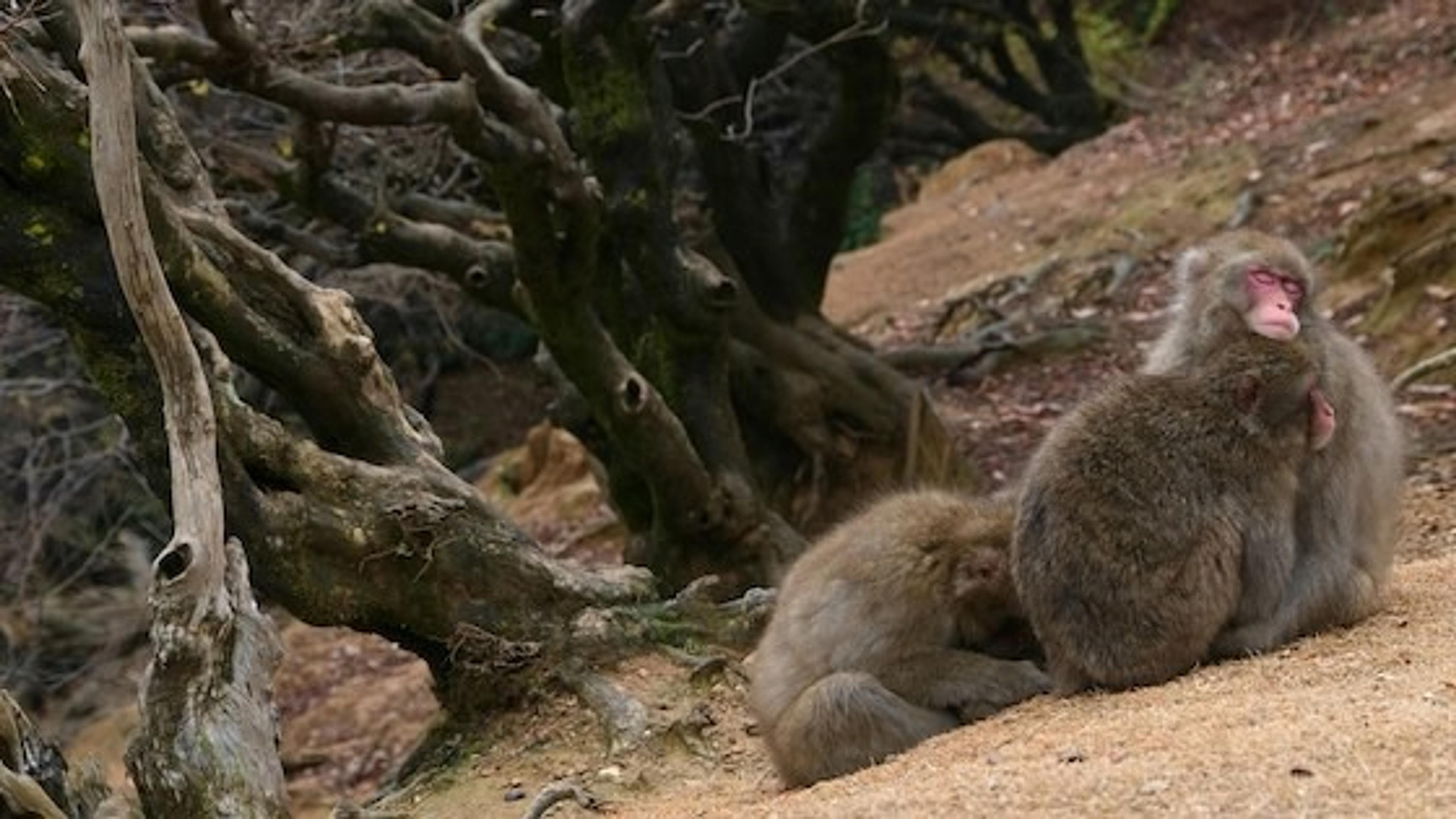 Japanese macaques rest among twisted trees in the mountainous landscape of Iwatayama Monkey Park, Kyoto.