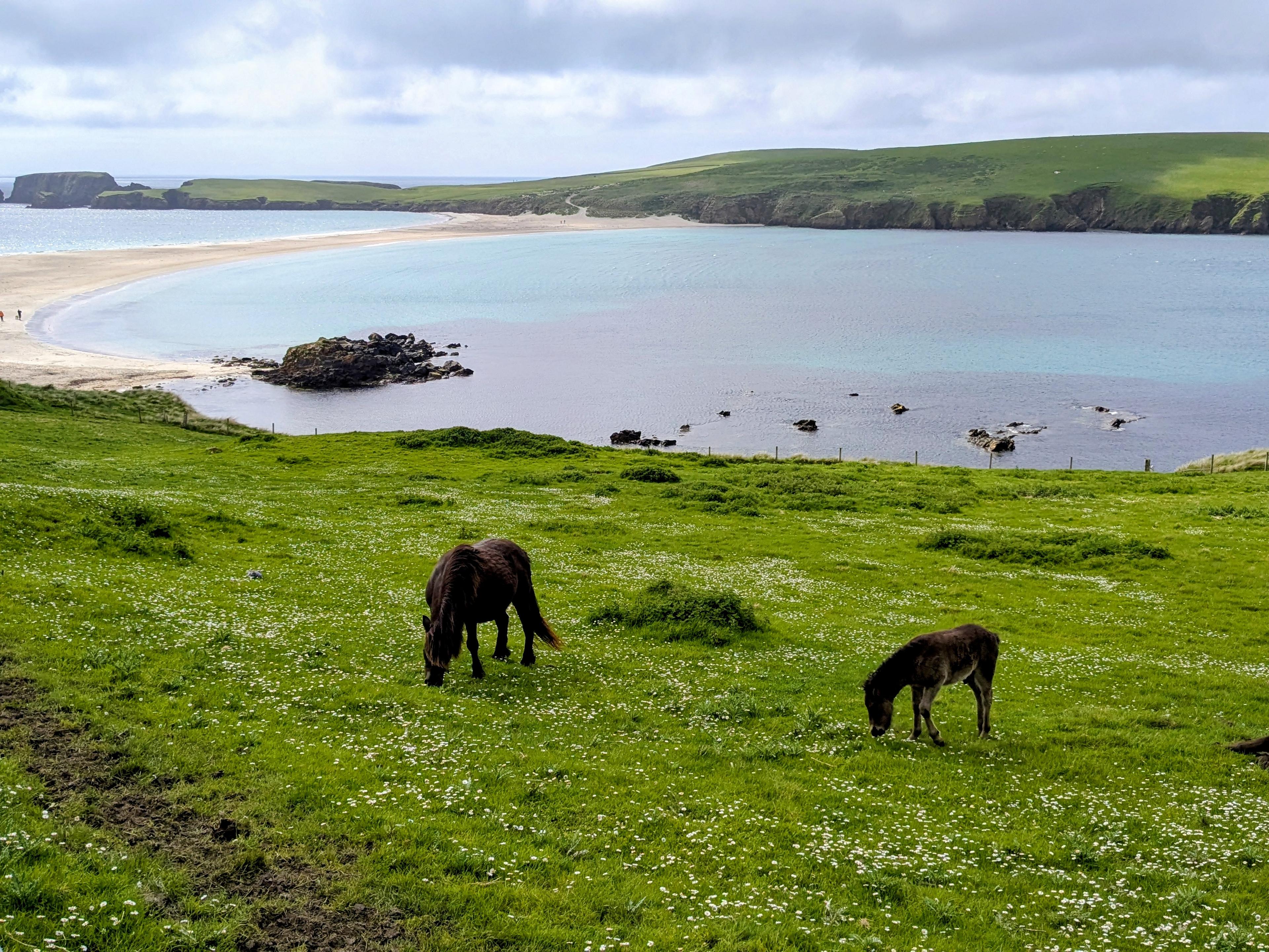 The magic of a newborn Shetland pony