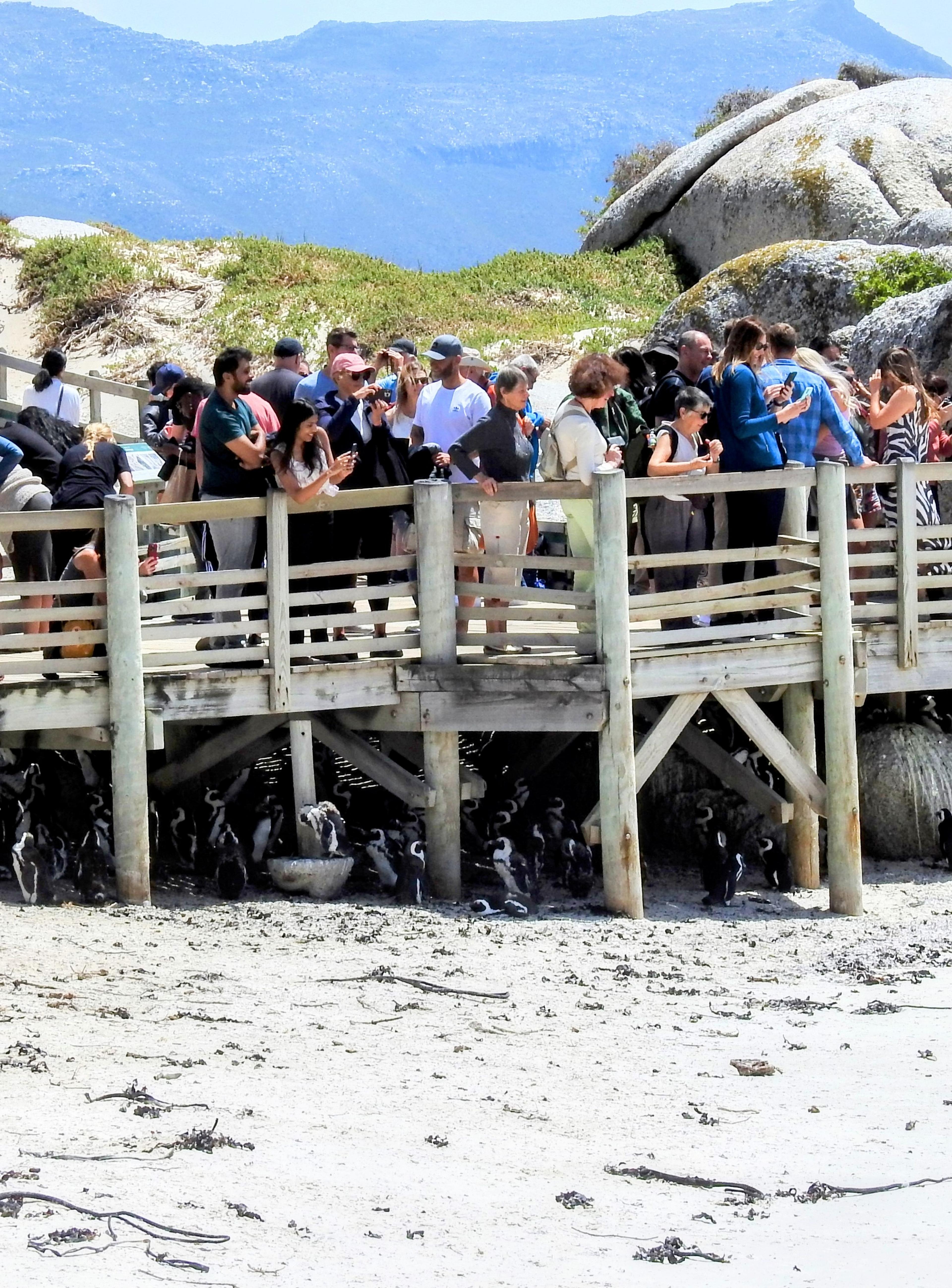 Penguins 1: Tourists 0