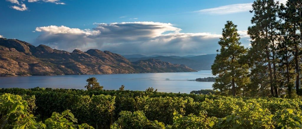 The Okanagan 🍇 in $60s-$190s RT