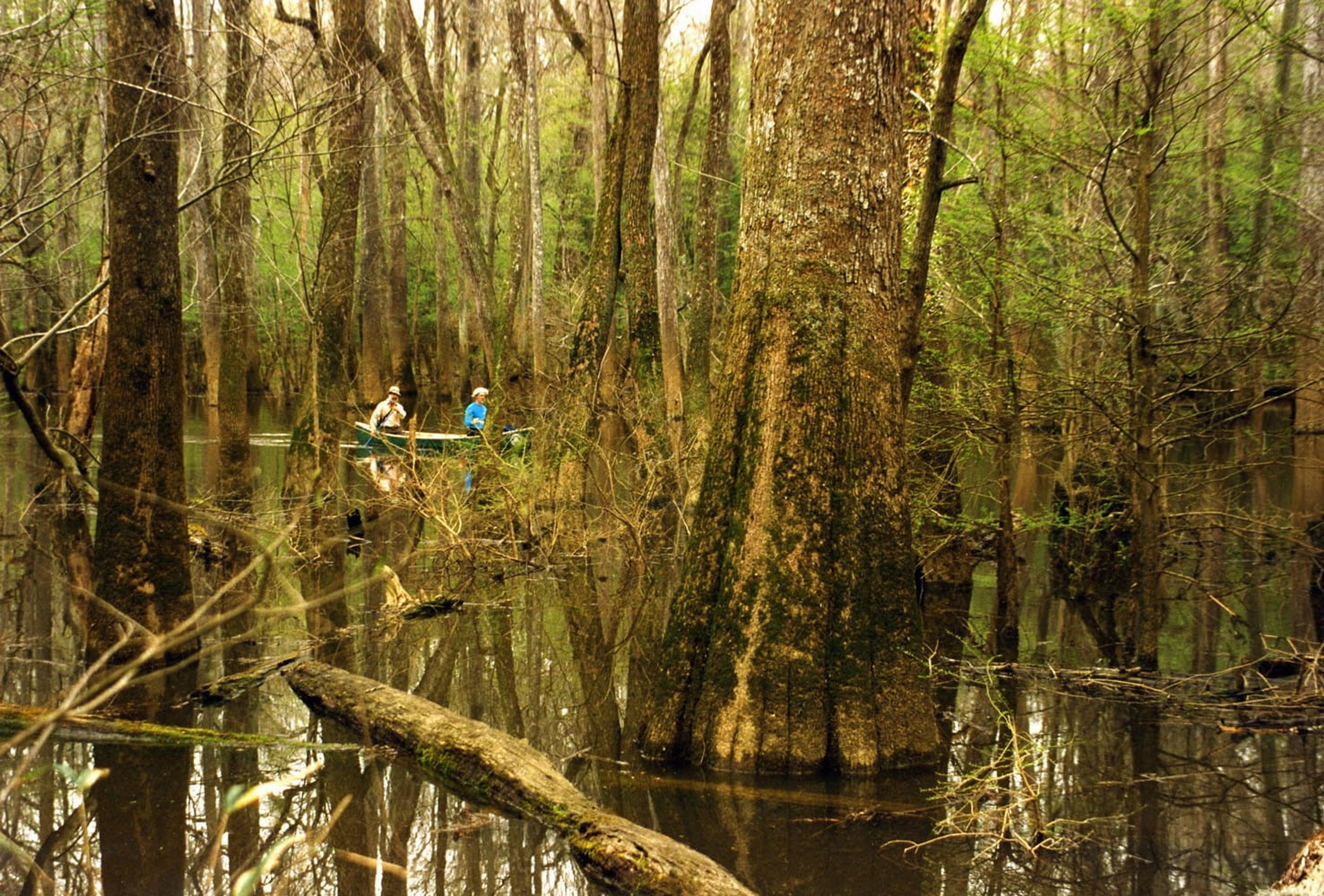 Two people navigate a canoe through the tranquil waters of Congaree National Park's swampy forest.